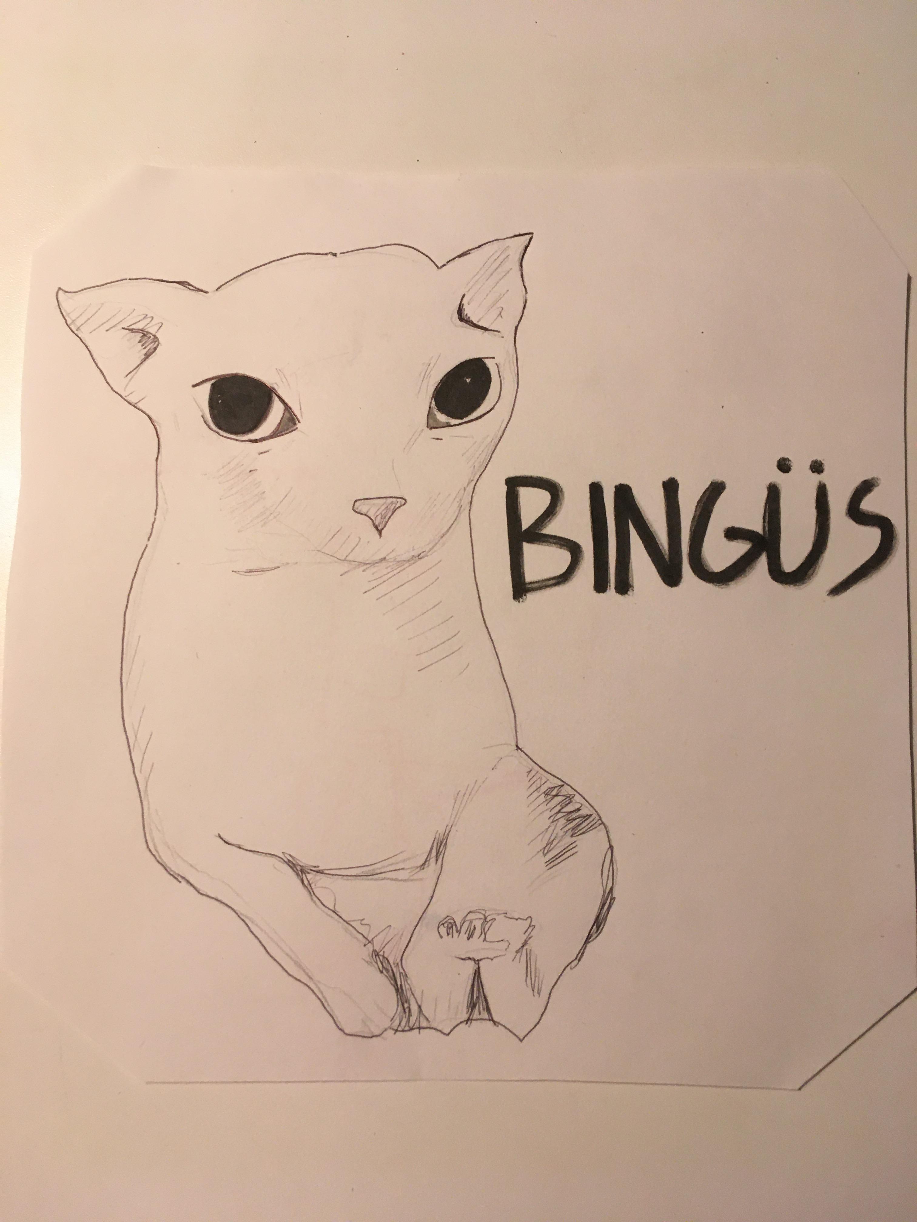 The bingüs drawing bingus