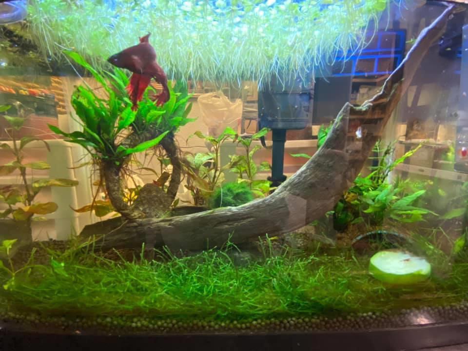 My bettas fish tank. No fish bowls in my house r/pics