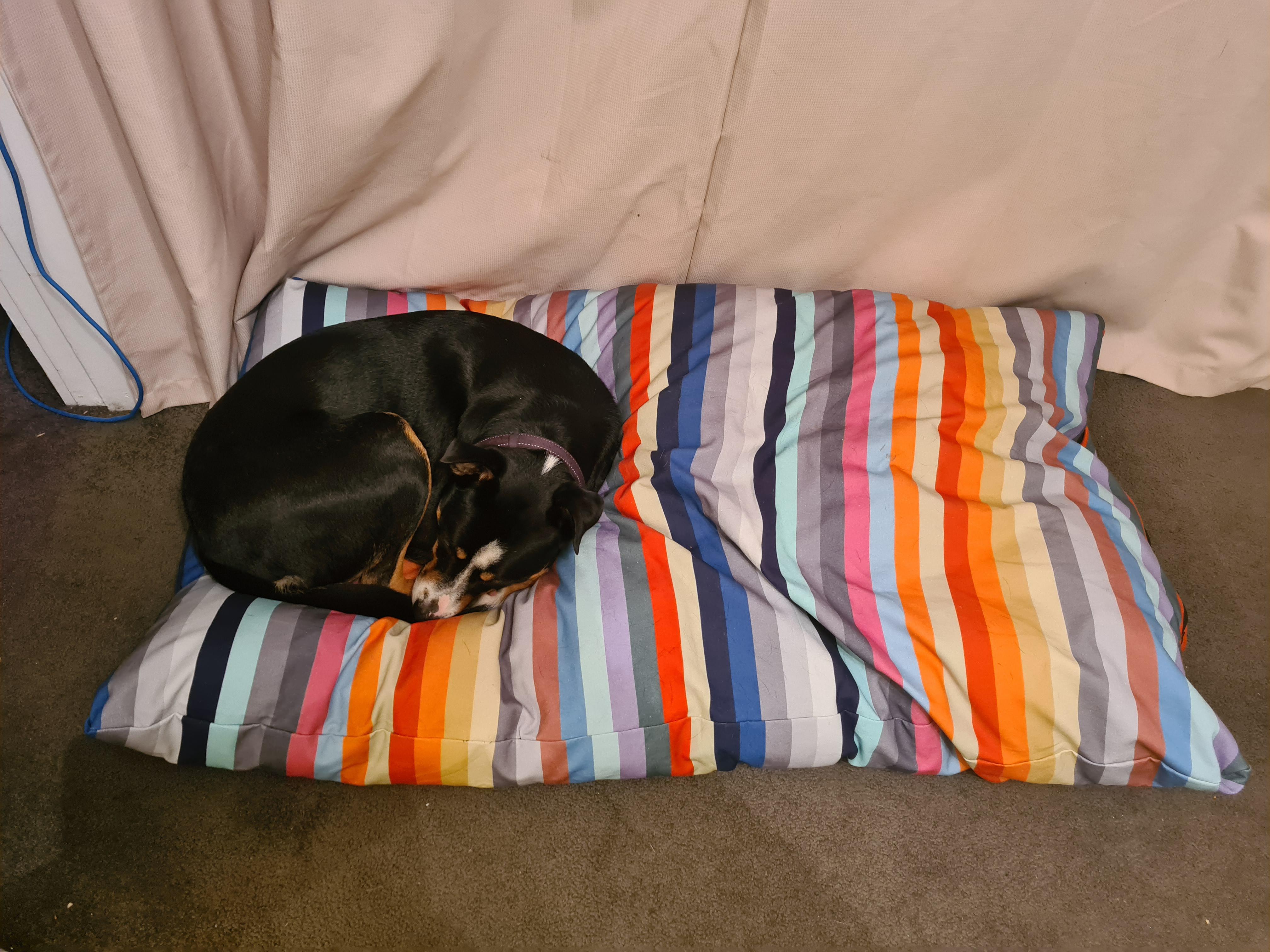I may have made his bed too big, but man does he love it. r/pics
