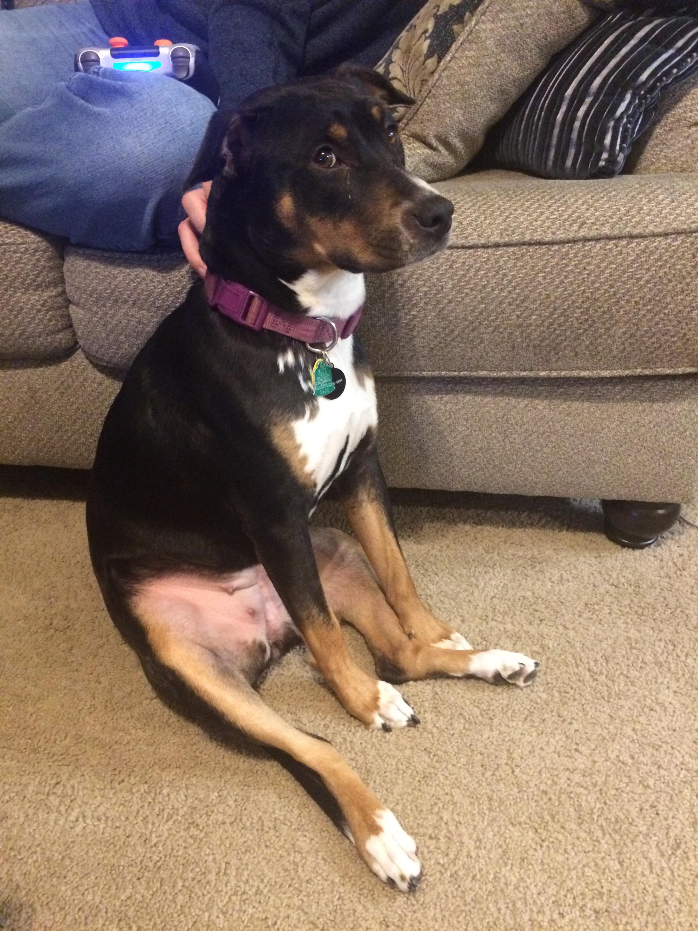 Toast (my dog) sits like this. Exclusively. r/WhatsWrongWithYourDog