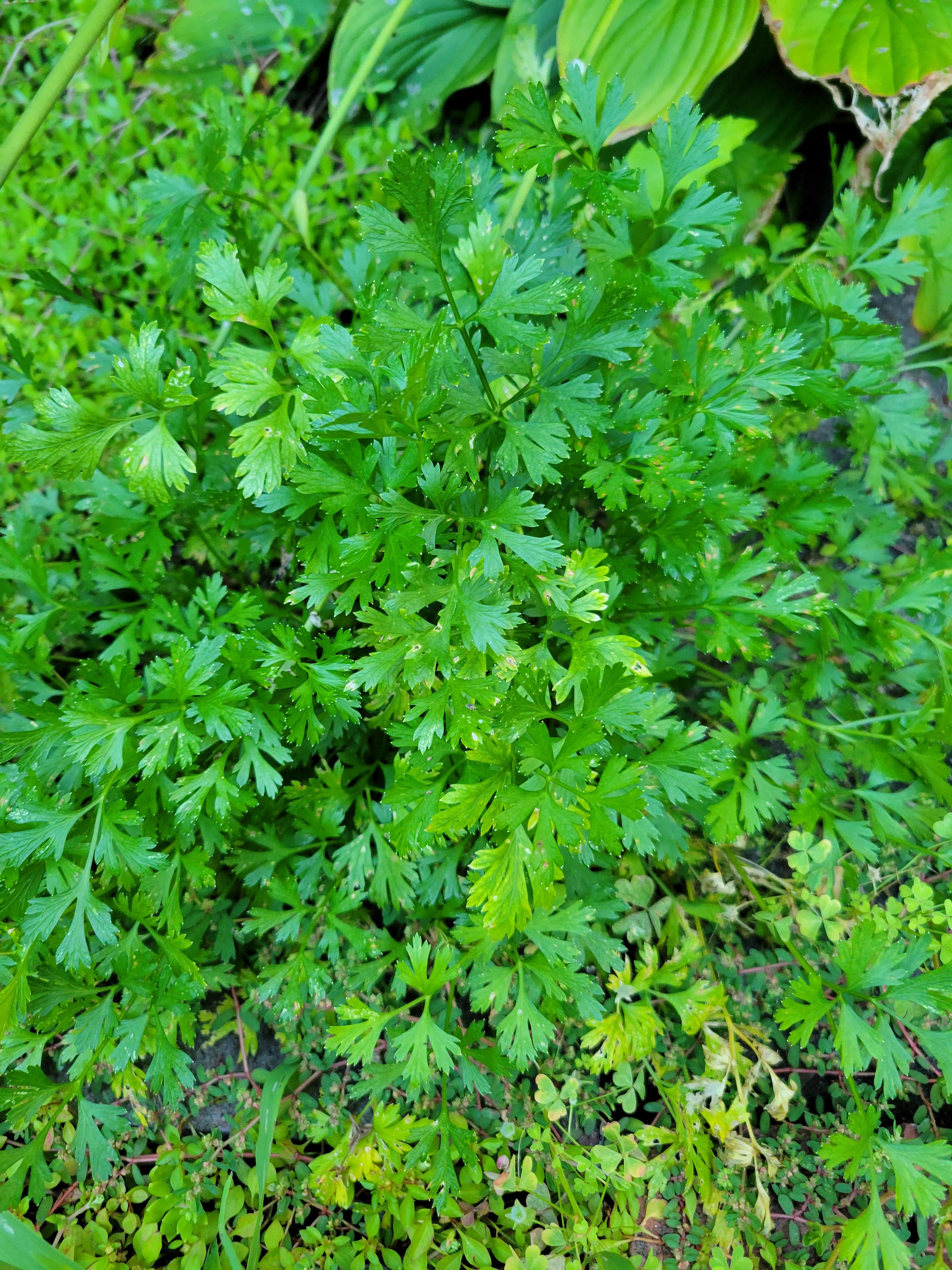 Am I crazy or does this look like cilantro? Or is there a weed that
