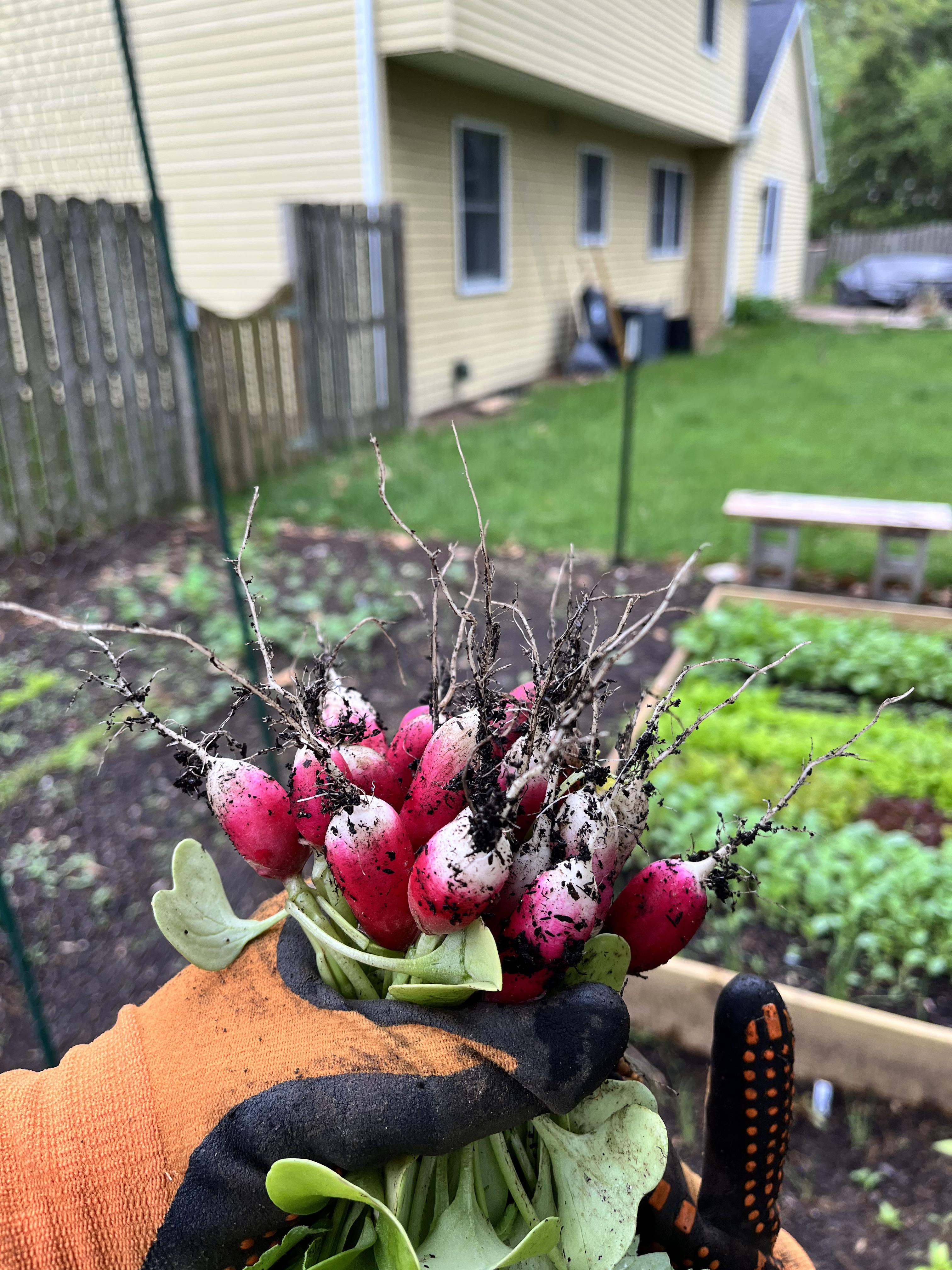 My first radishes of the year! Zone 6b r/gardening
