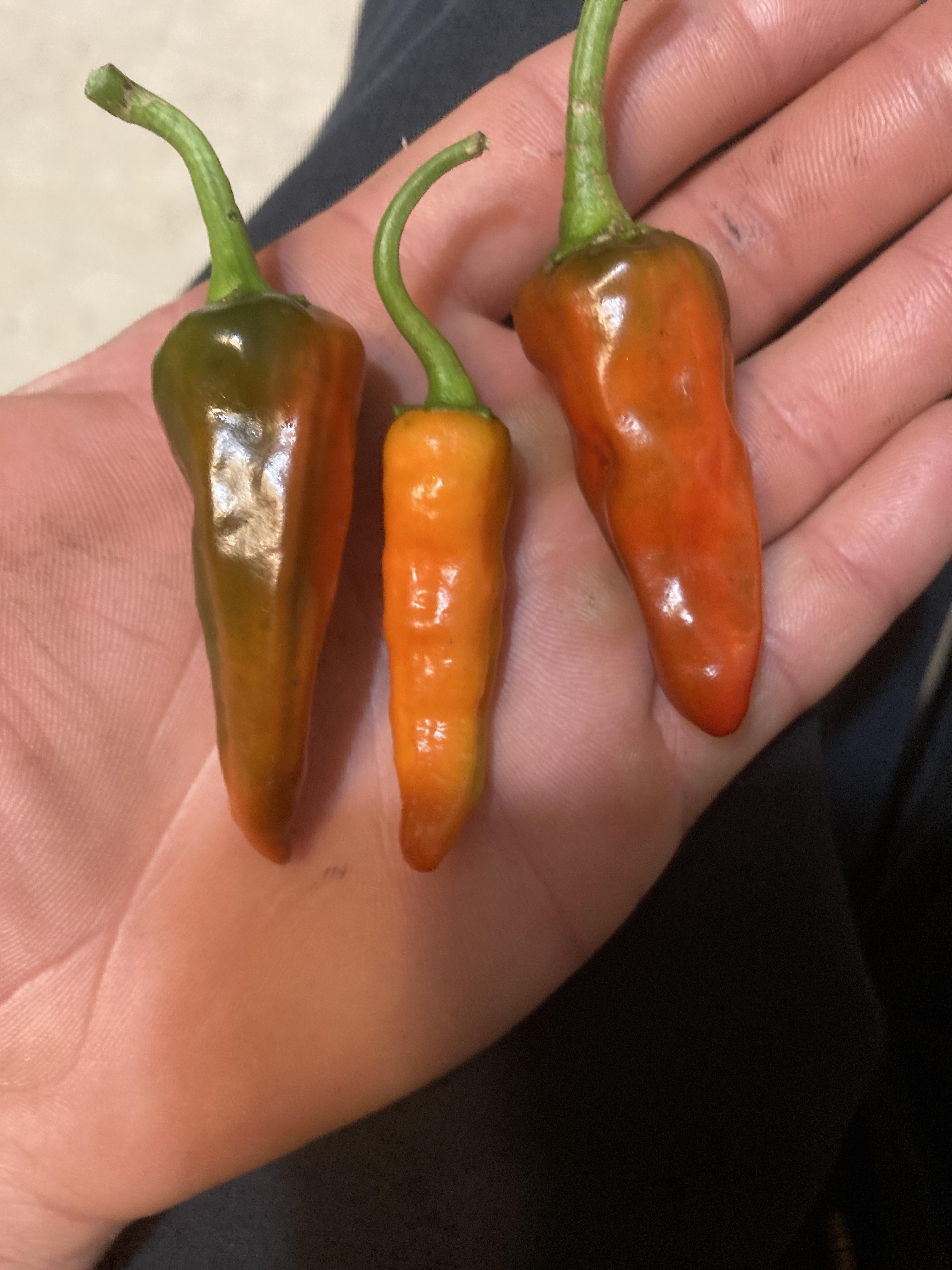 so last summer i bought some Apache pepper plants from Canadian tire