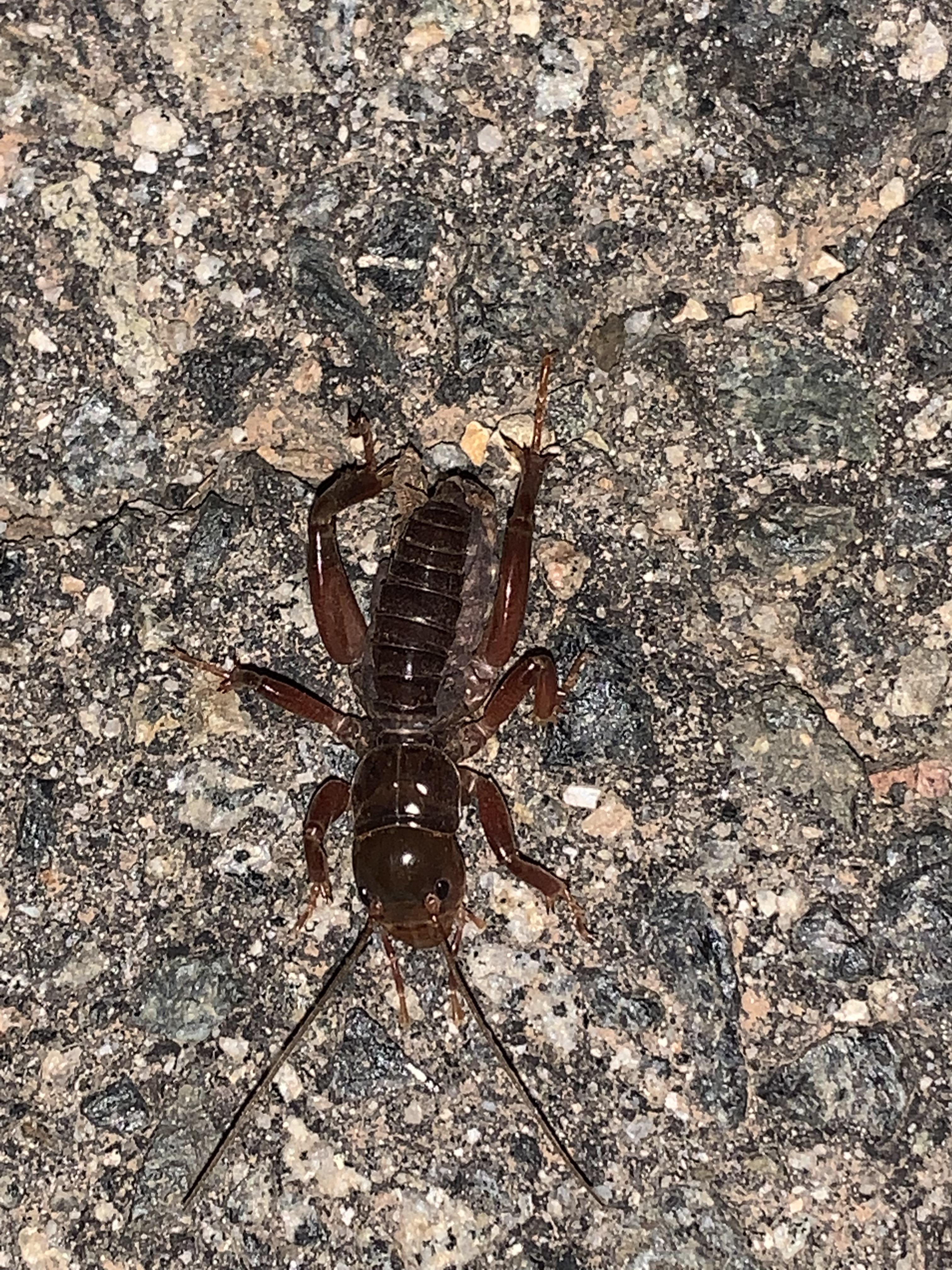 San Marcos, CA. Jerusalem cricket maybe? r/whatsthisbug
