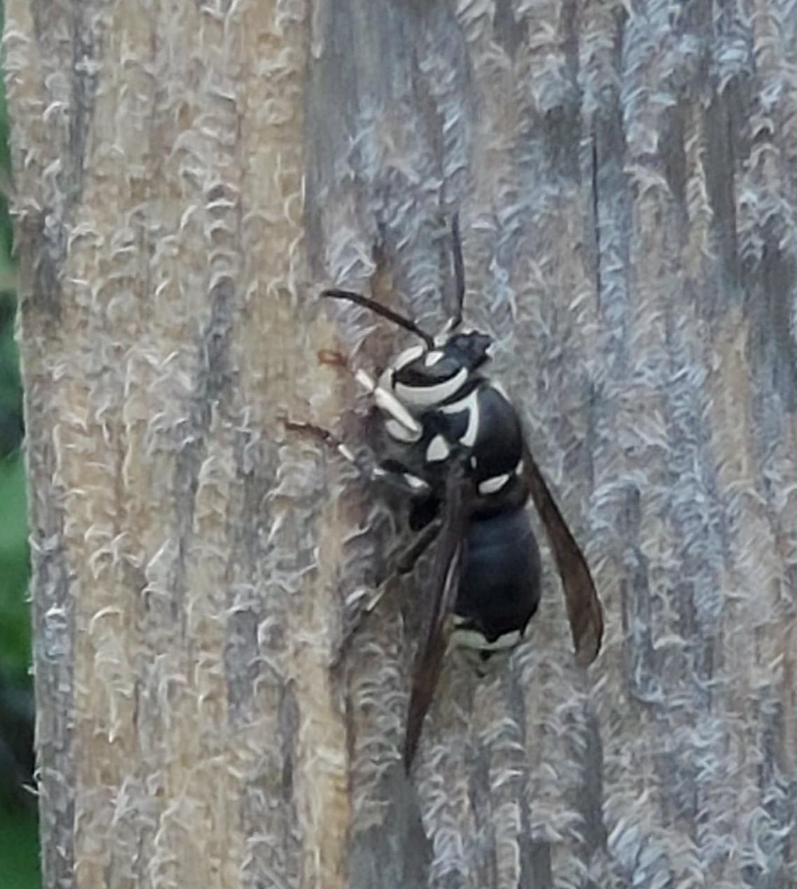 wood wasps Reddit post and comment search SocialGrep