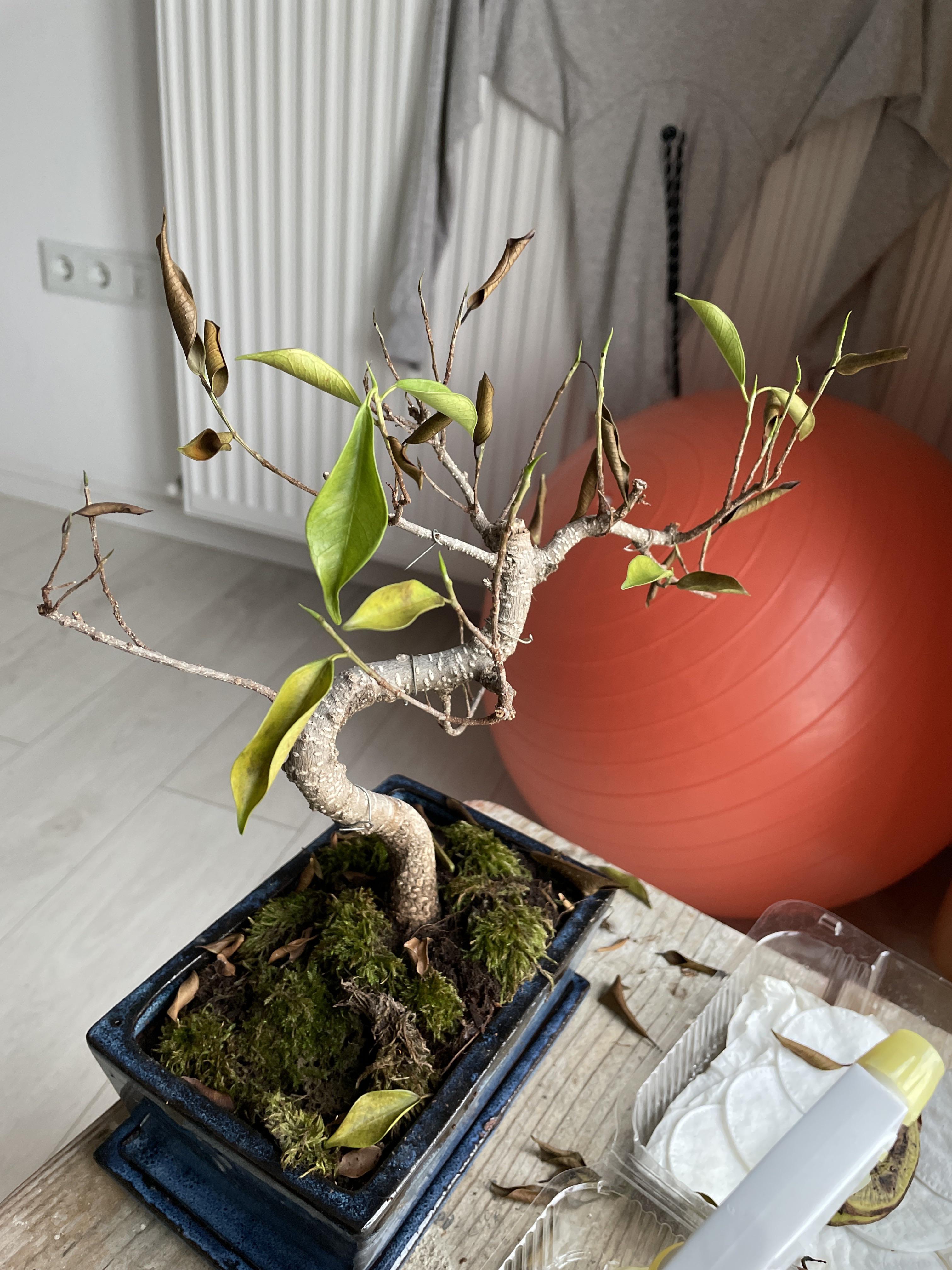 My bonsai is dying… what should I do? r/gardening