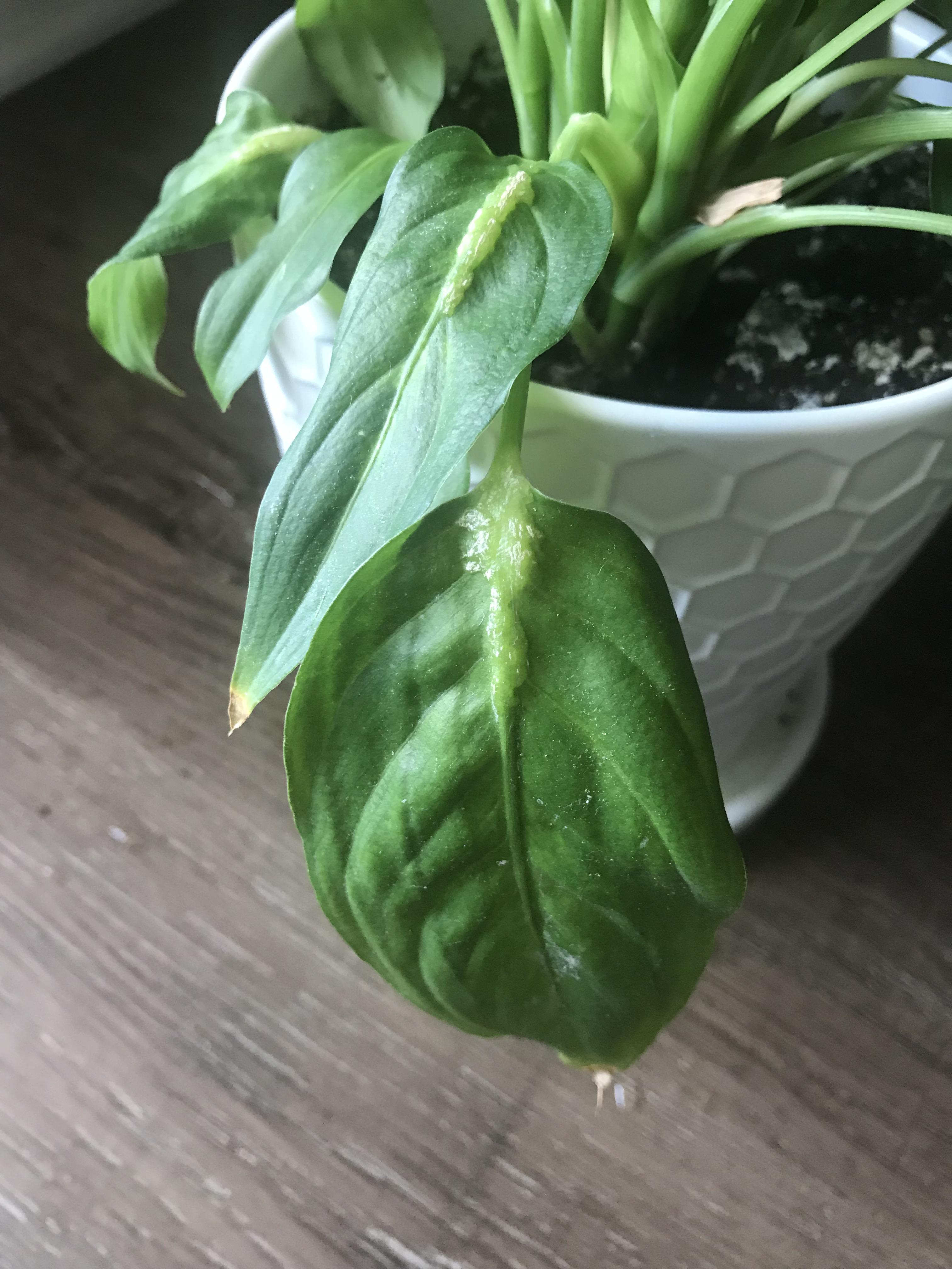 Dumb cane has these swollen areas at the base of some leaves at the