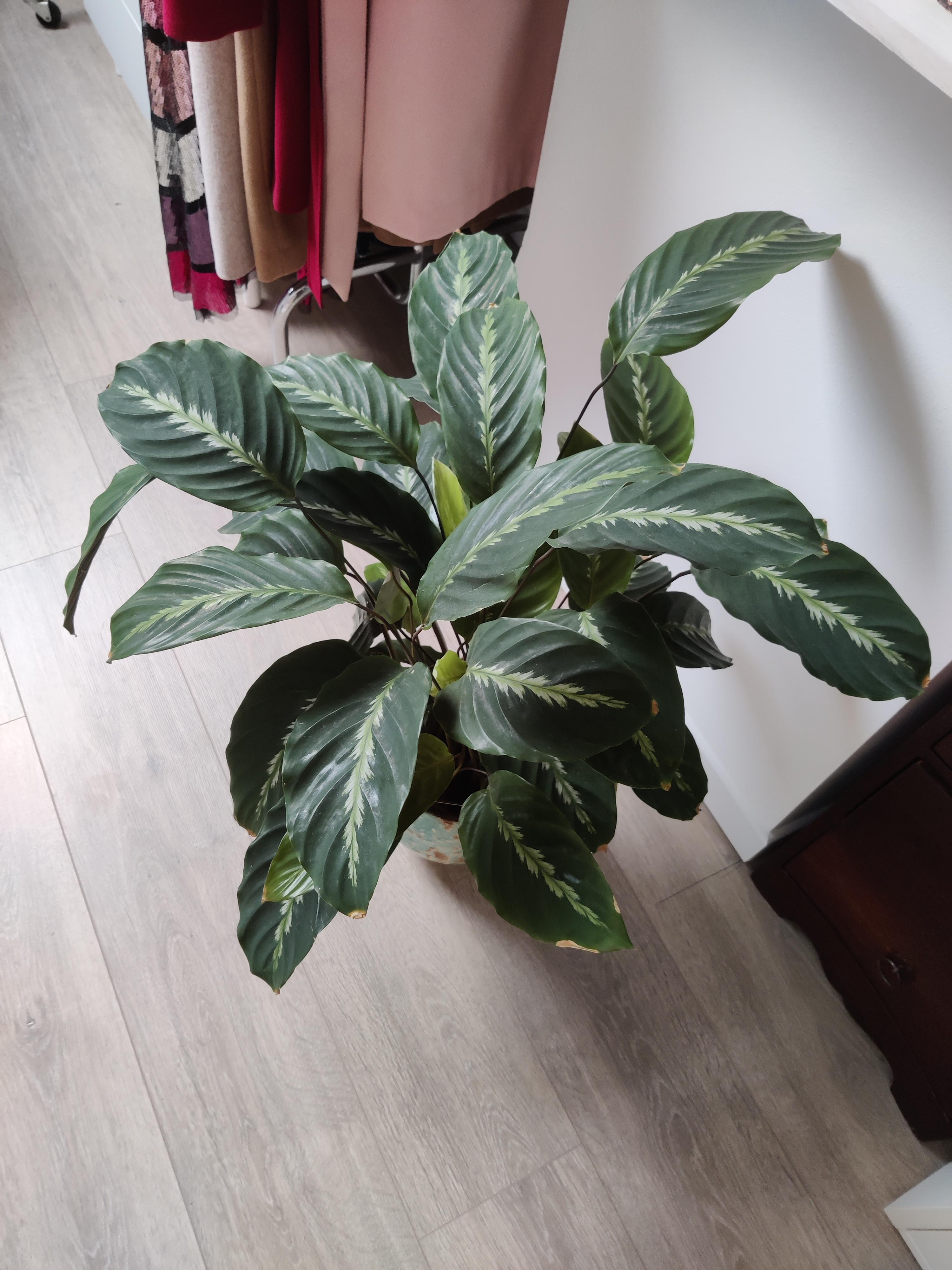 Why does my calathea have brown edges? r/plantclinic