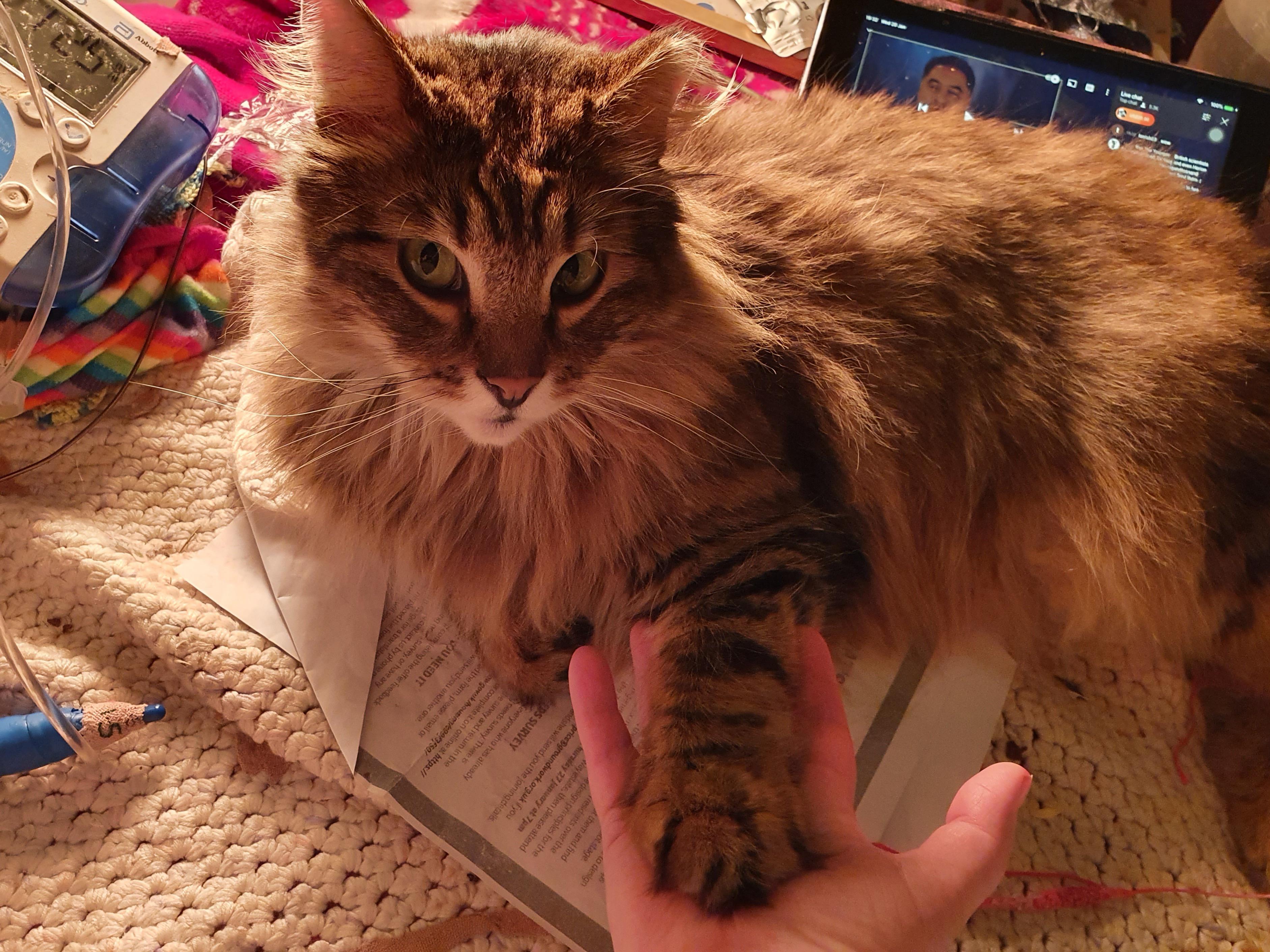 Arioch touching me with his paw, and doing his best to manipulate me