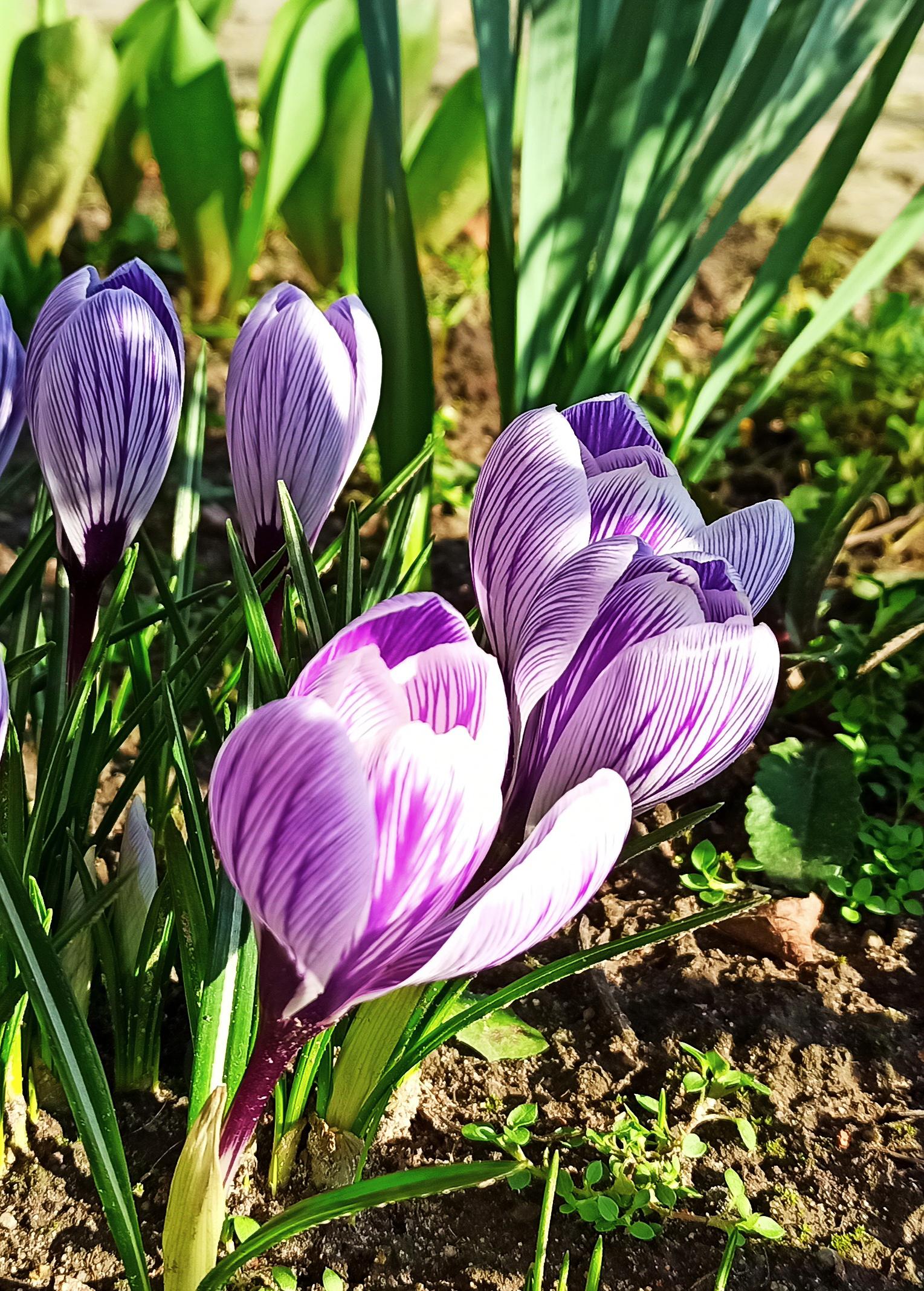 Spring in Poland😁 r/flowers