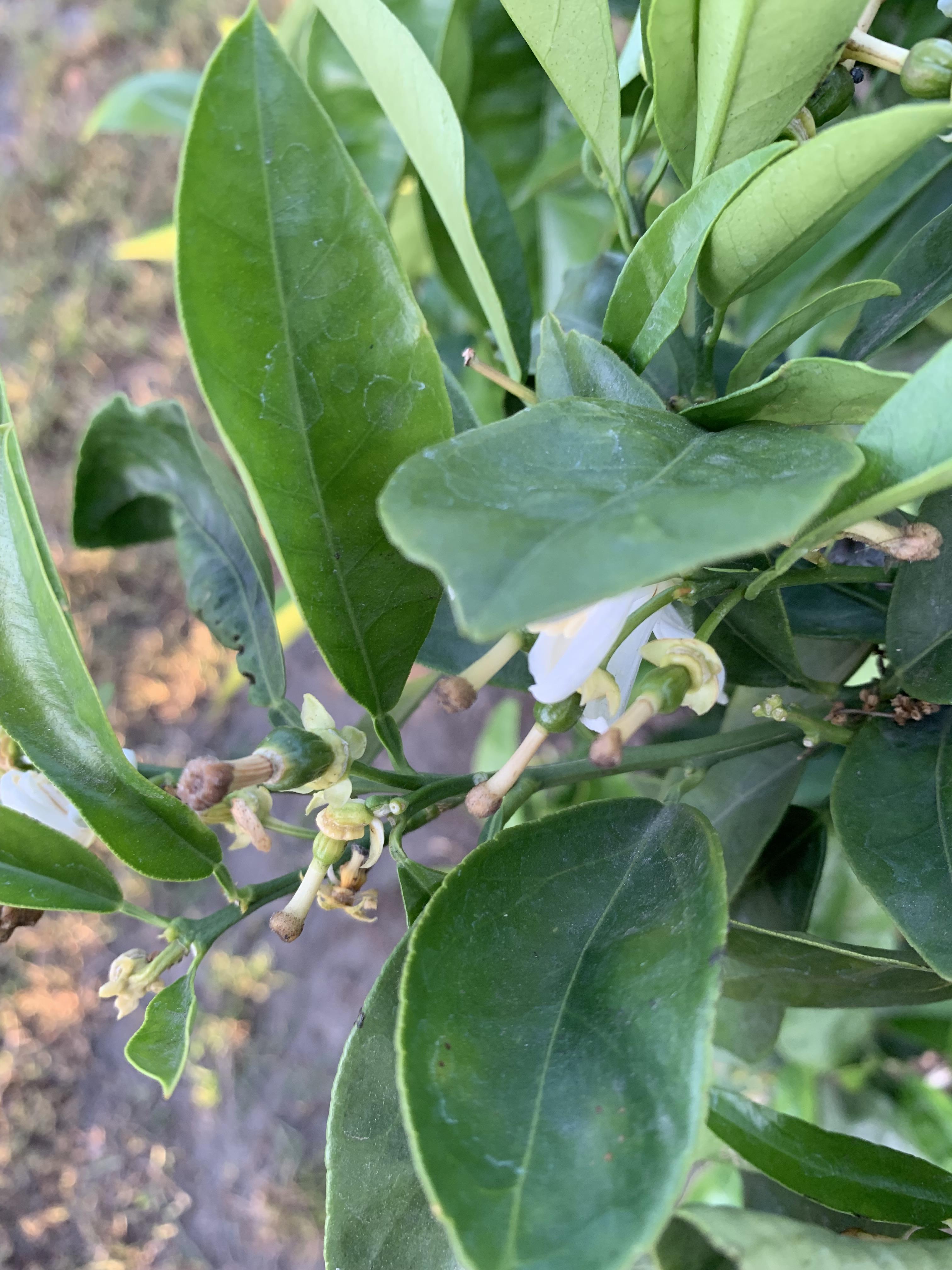 So the ends of the flowers on my orange tree are getting brownish like