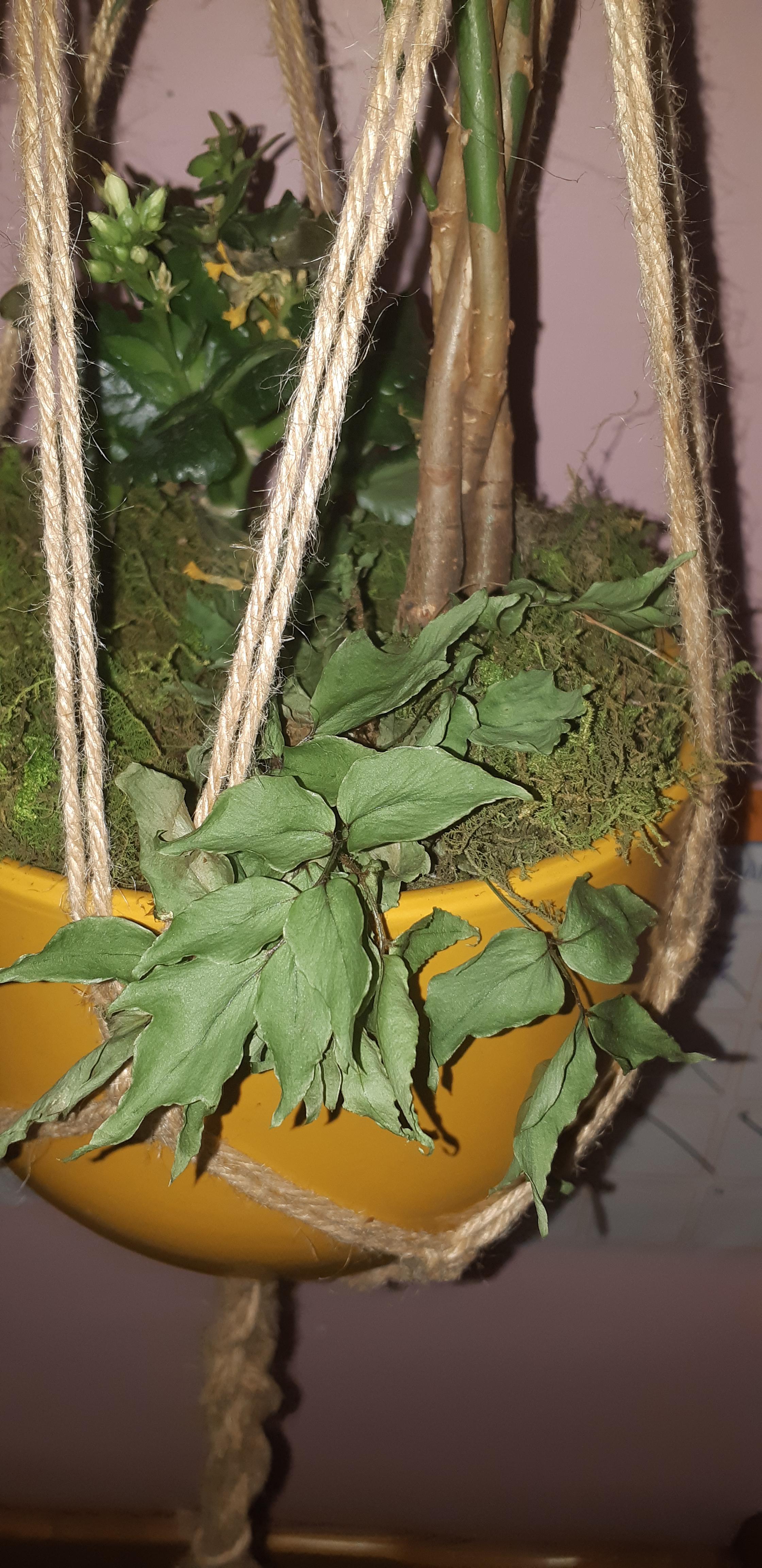 My vine is dying fast, what can I do to save it? I spray it every other