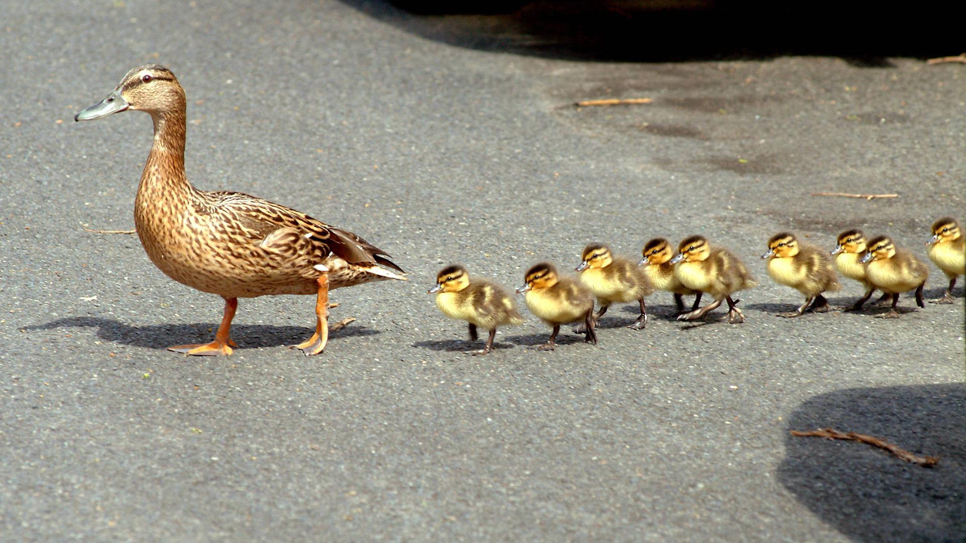 Ducklings with there mother going over a street r/wholesomenature