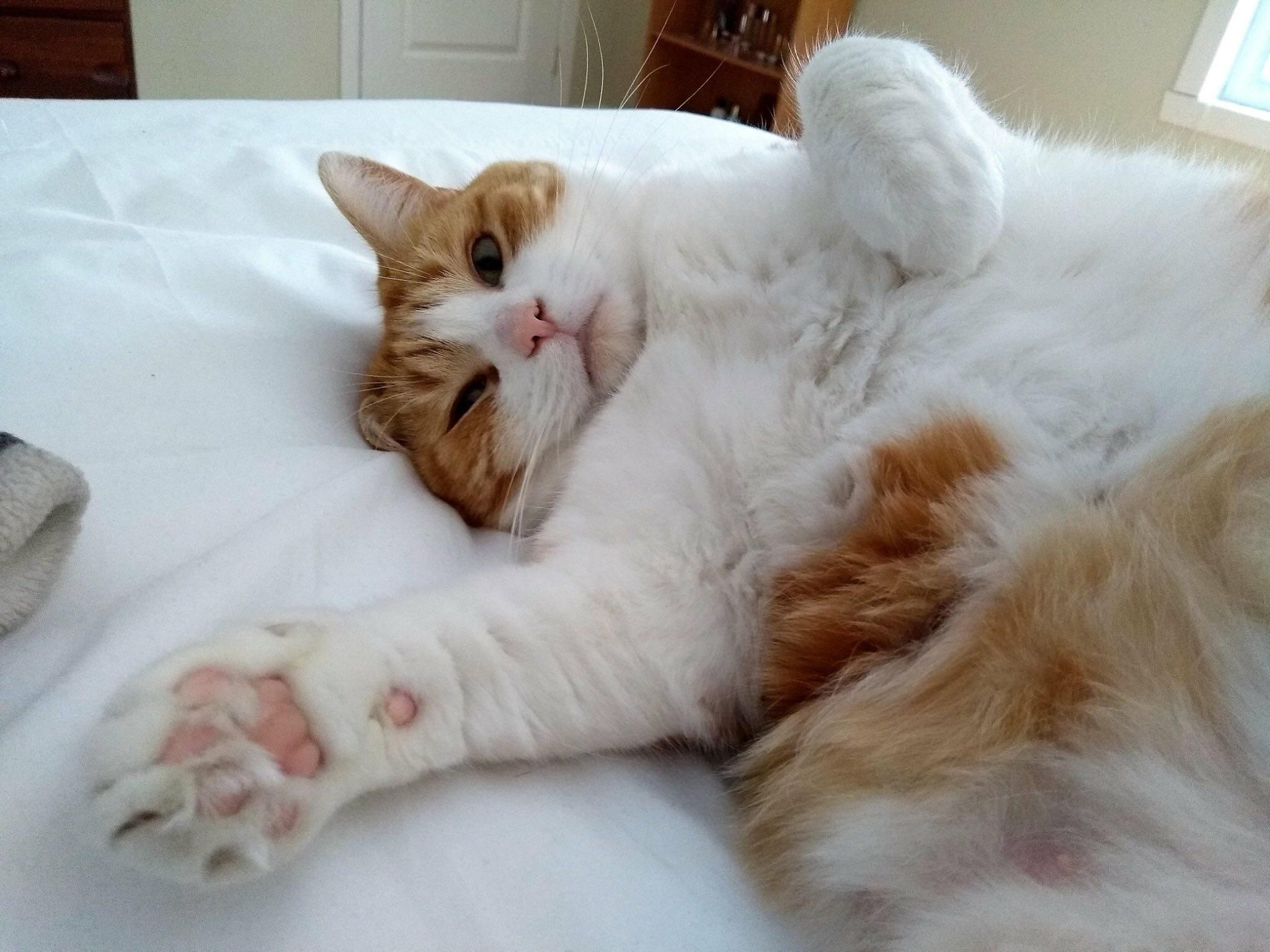 Reddit, meet “Gigi” can you resist that belly floof and toe beanies