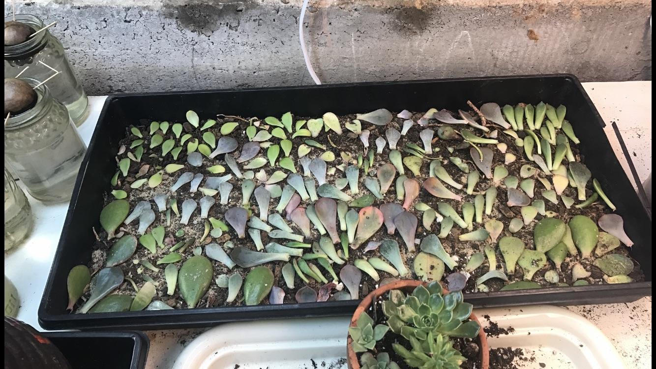My propagation tray, stage 1 succulents