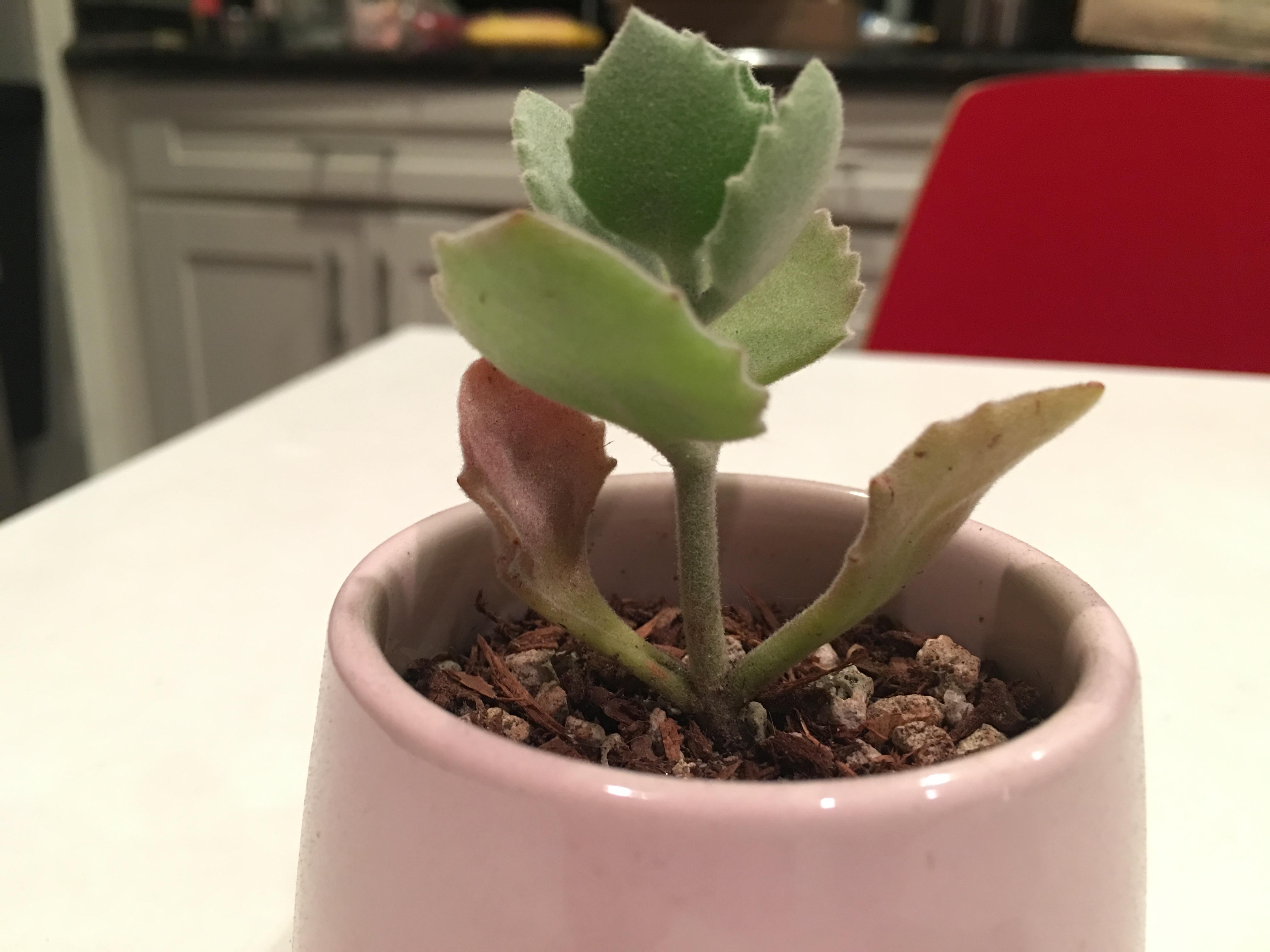 Kalanchoe millotii bottom leaves turning brown, am I overwatering, underwatering or do I have to