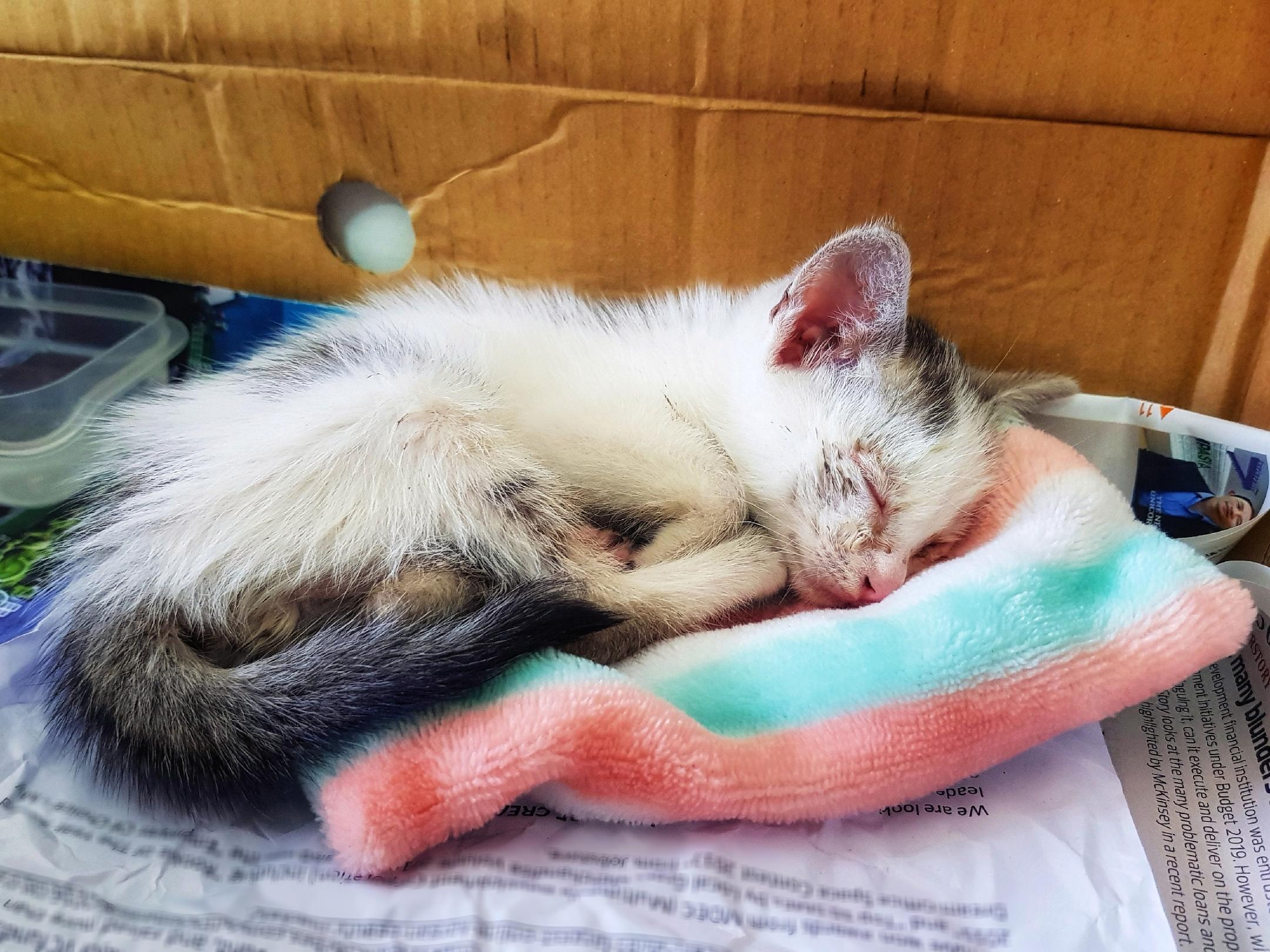 Roommate brought a stray kitten back and now I can't concentrate on