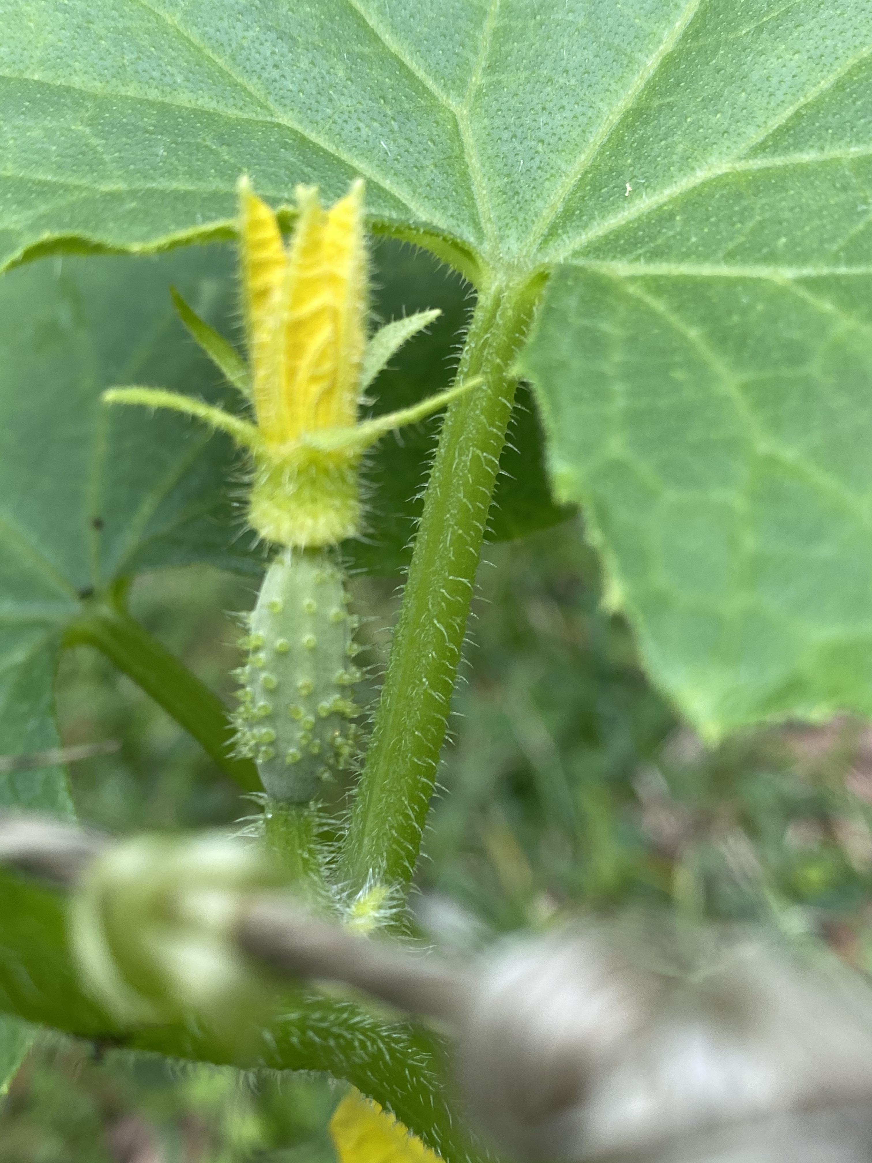 First baby pickling cucumber 🥒 r/vegetablegardening