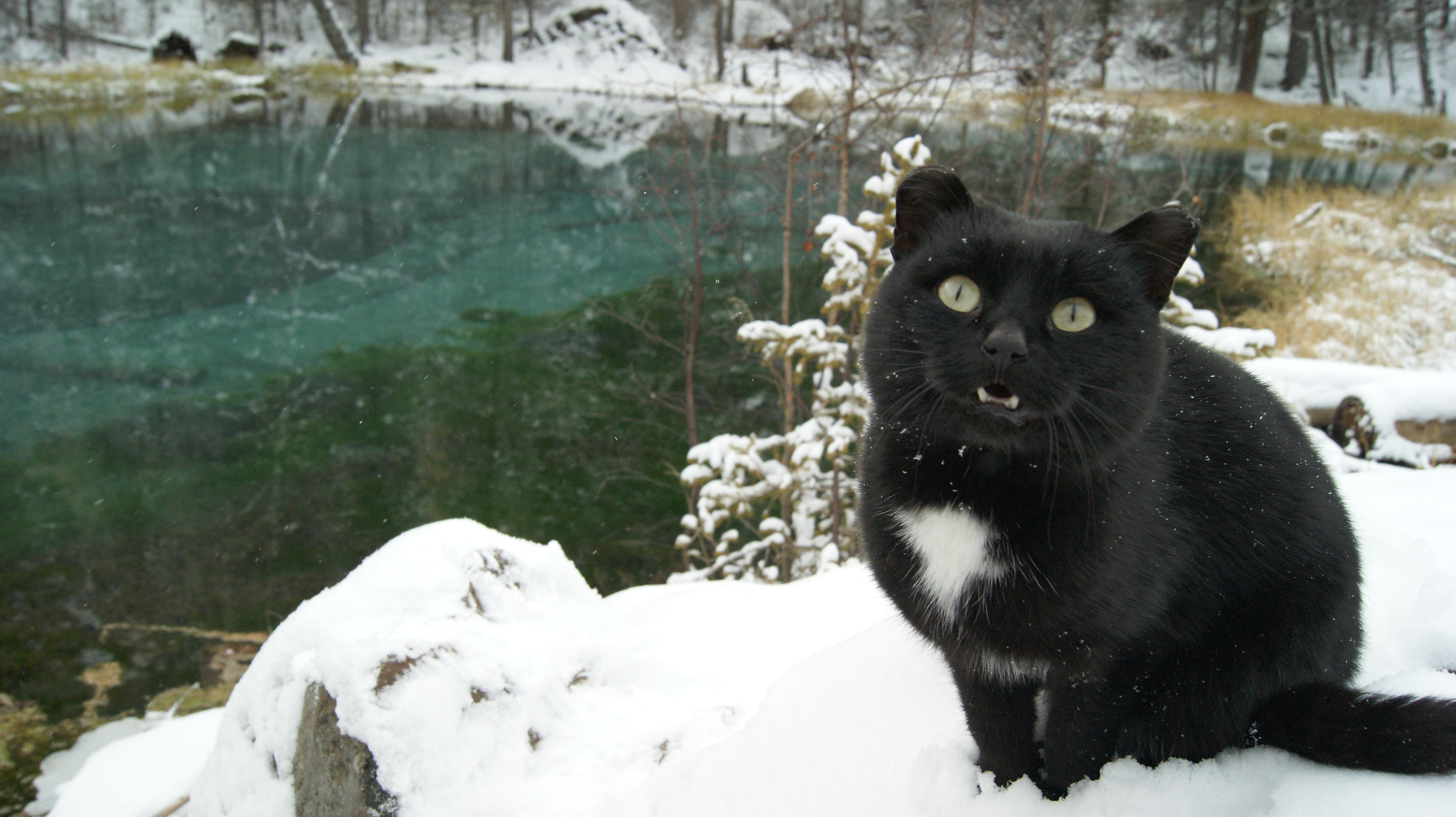 A black wild cat in snow near the geyser Lake in Altai Mountains. r