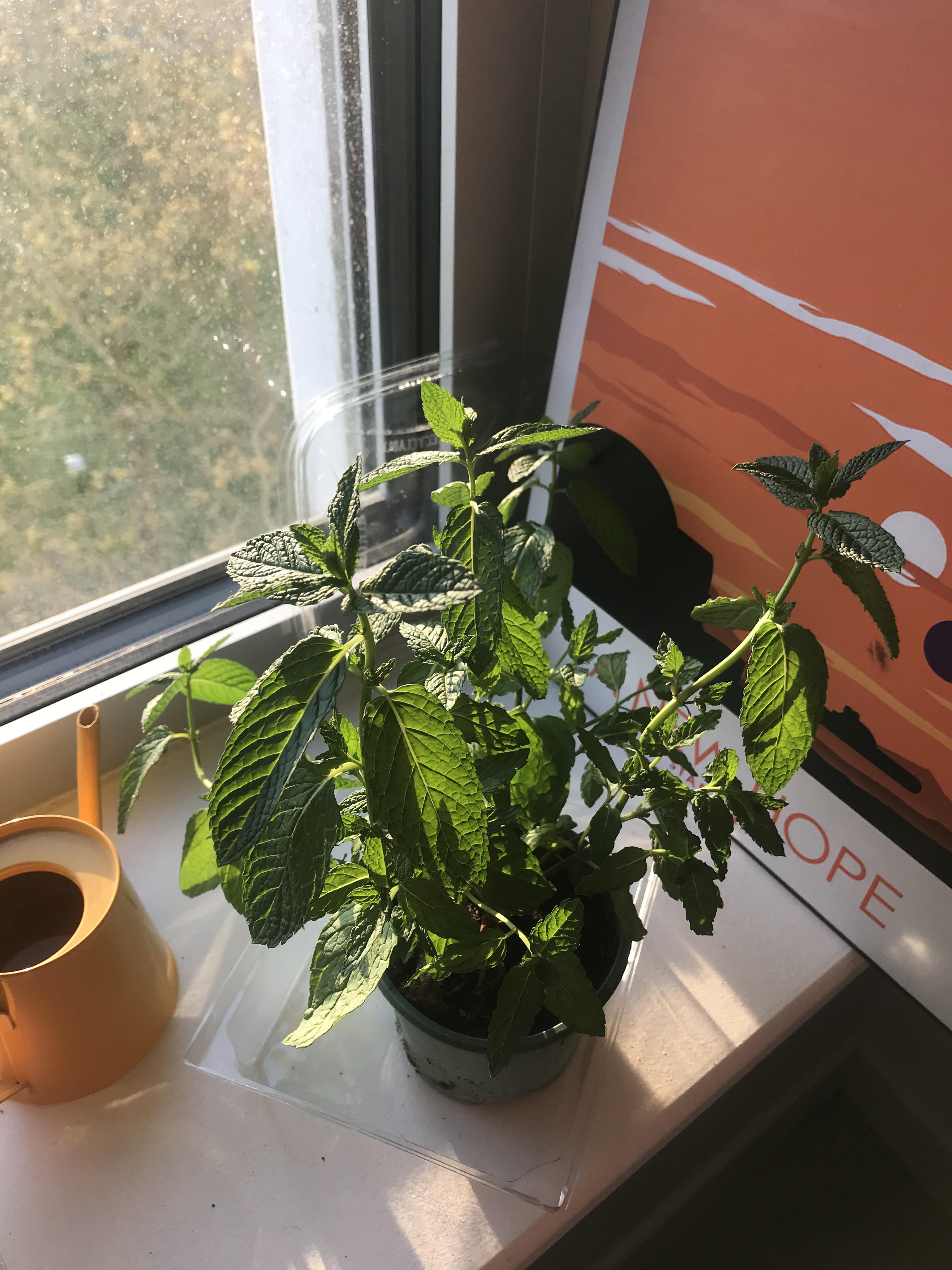 How do I know if my mint plant is dying or if it is just drooping