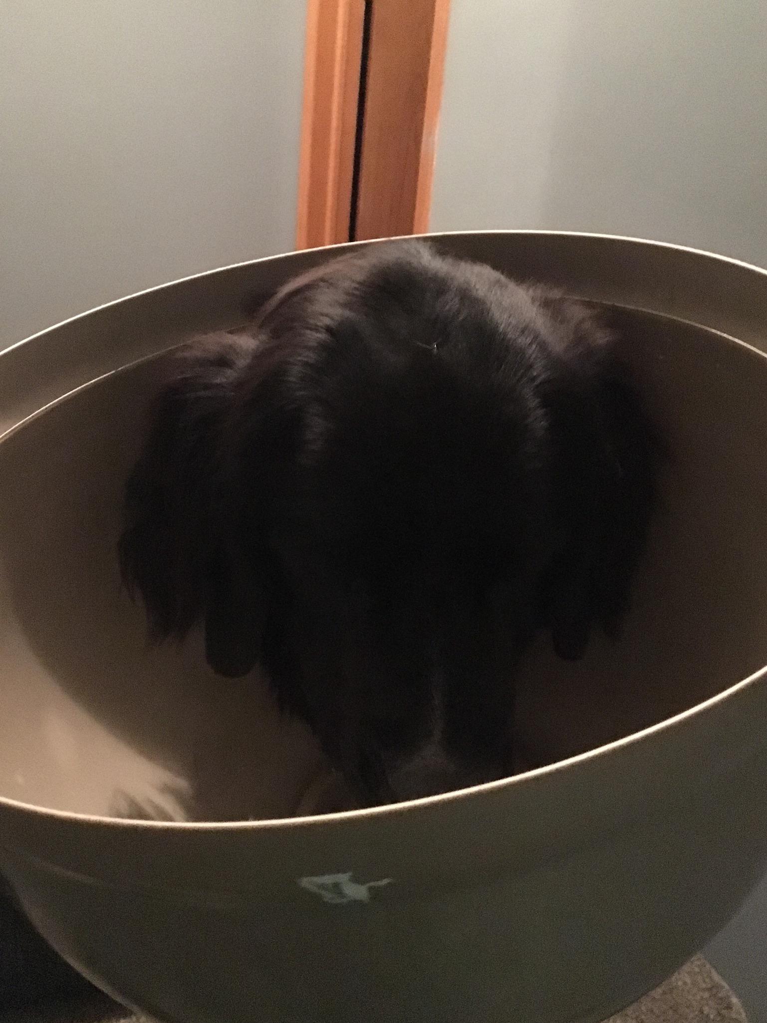 Litter box lid r/NewfoundlandDogs