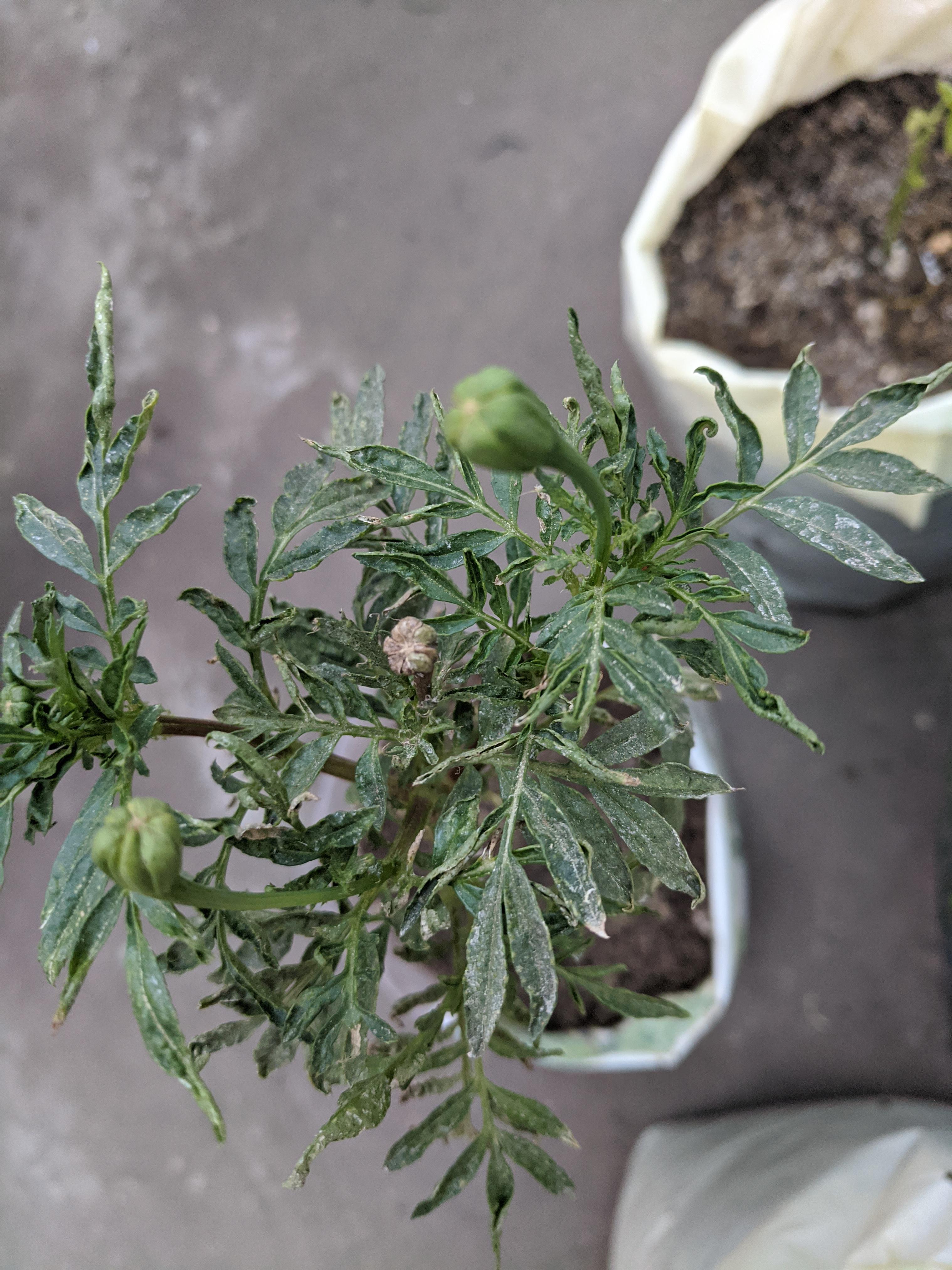 Marigold buds keep turning black before blooming. Leaves are also