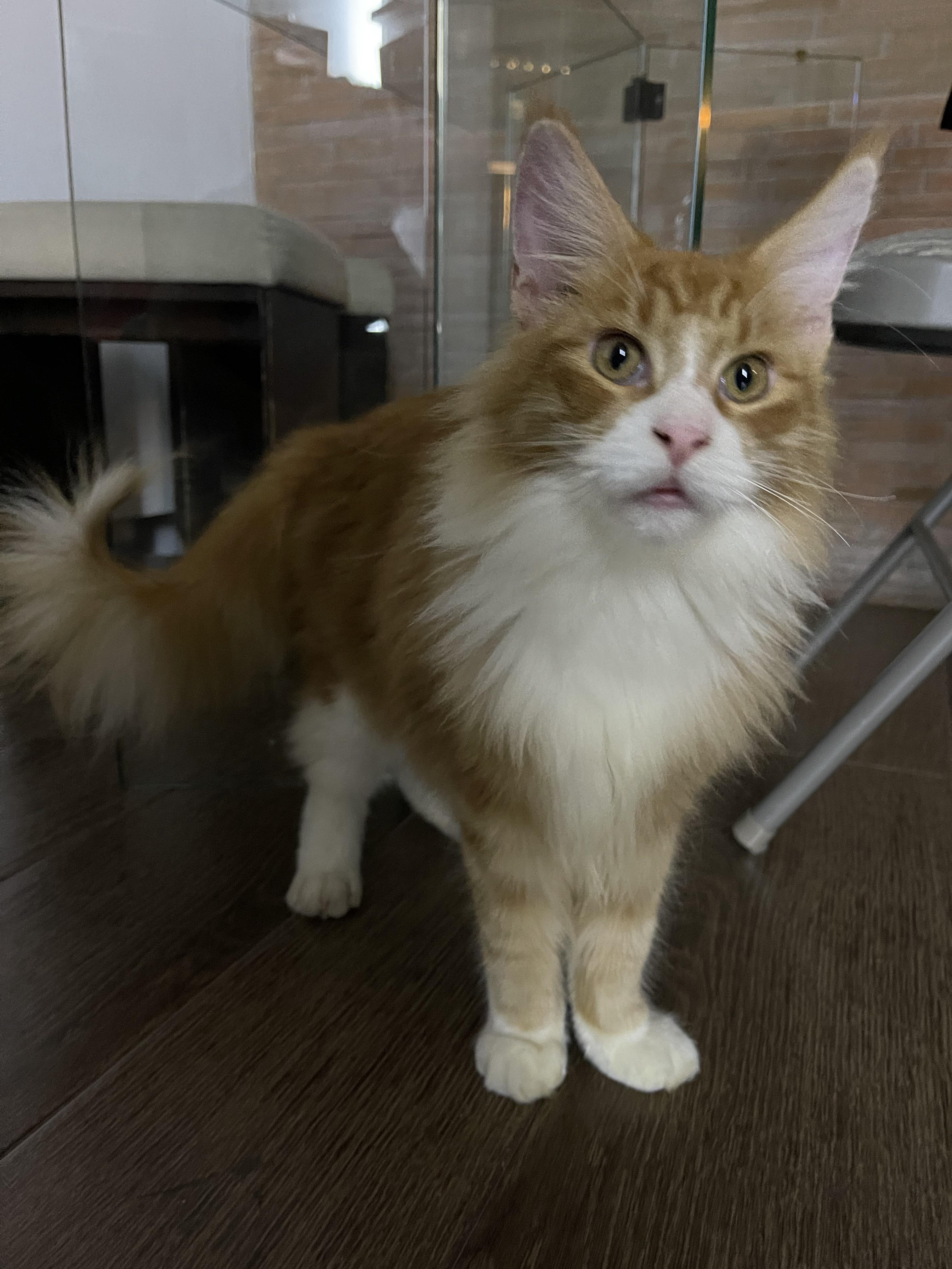 What cat tree/condo do you use or for maine coons? MaineCoon