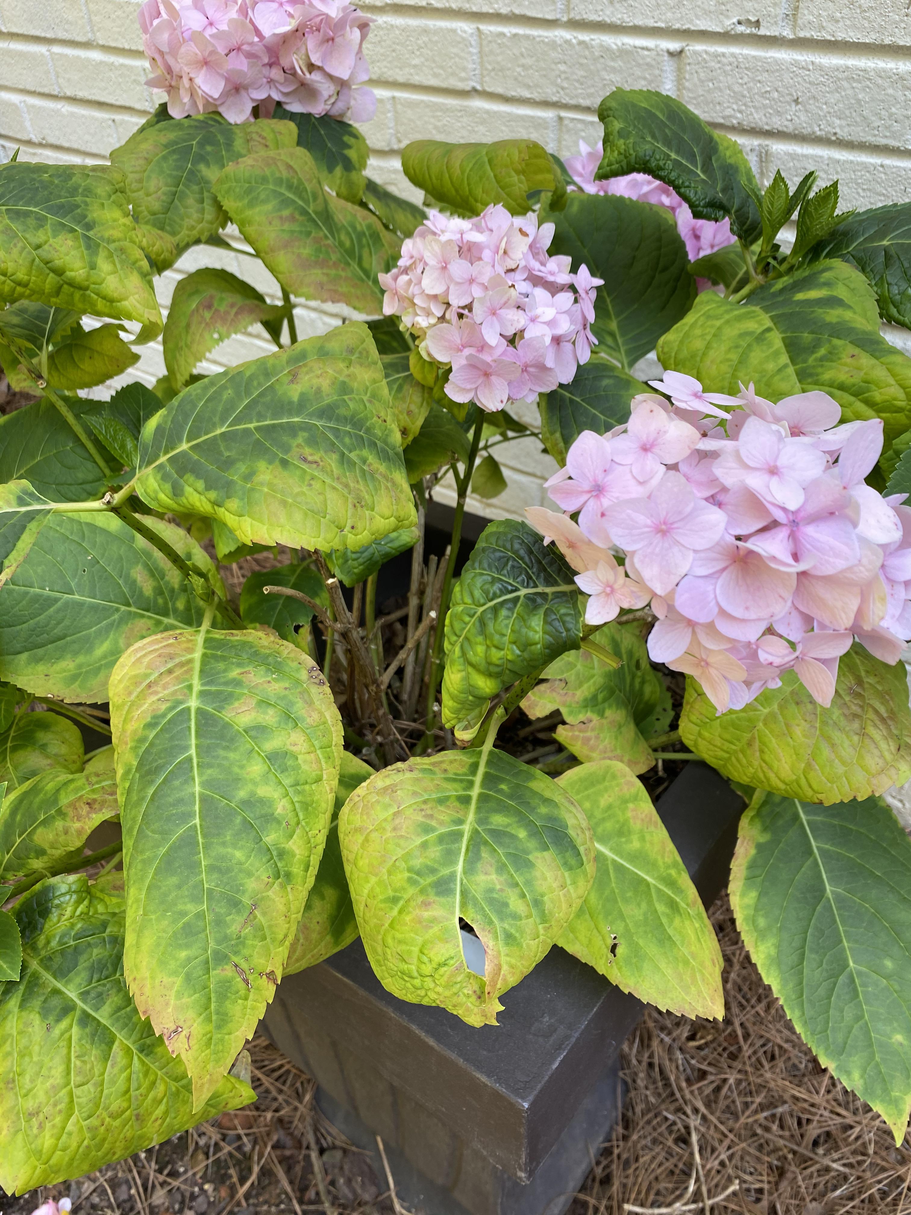 Anyone know why my hydrangea leaves are discolored? r/flowers