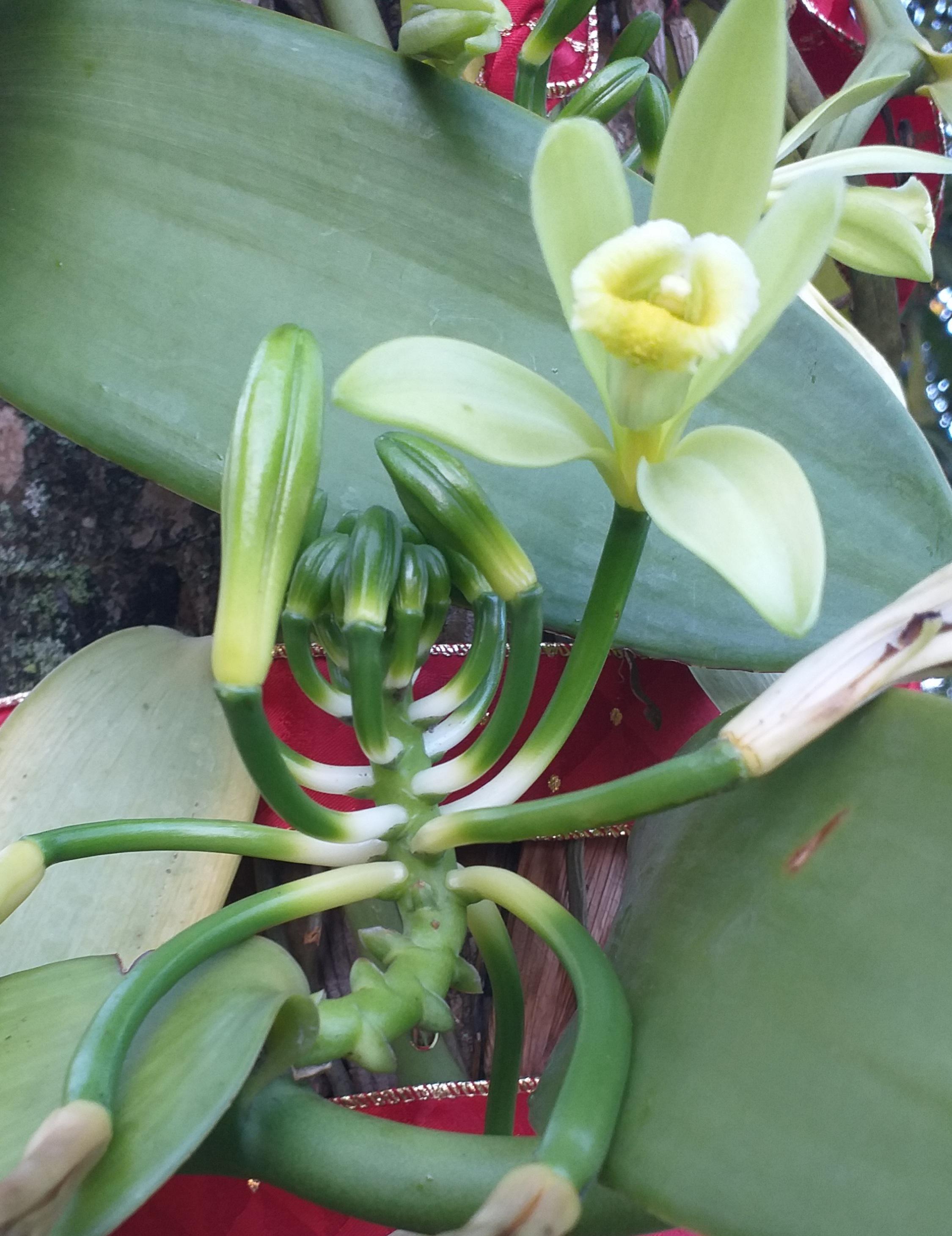 Vanilla beans 24d r/orchids
