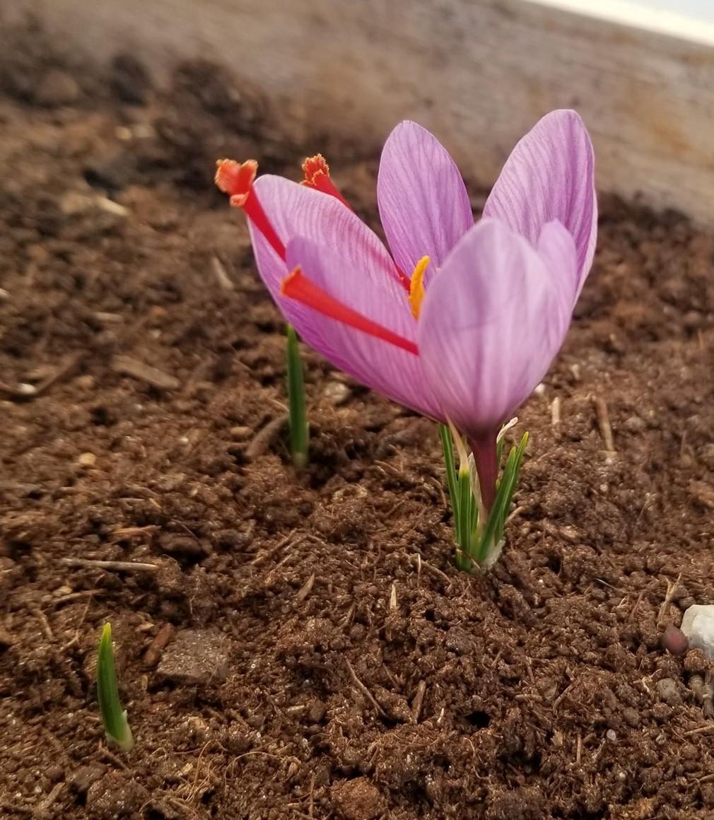 My first saffron flower of the season! Planted bulbs last year. I