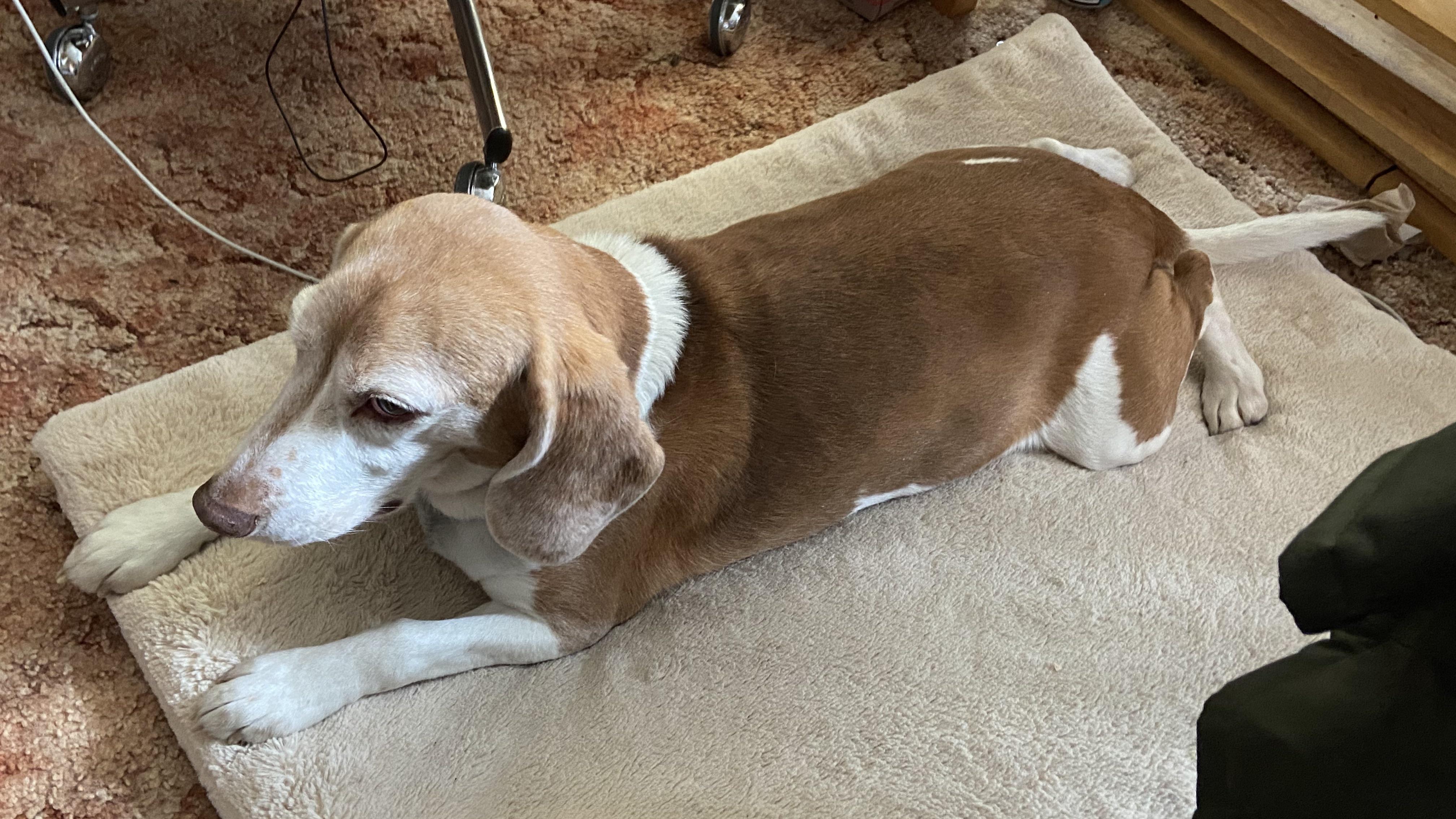 Splooting lemon beagle