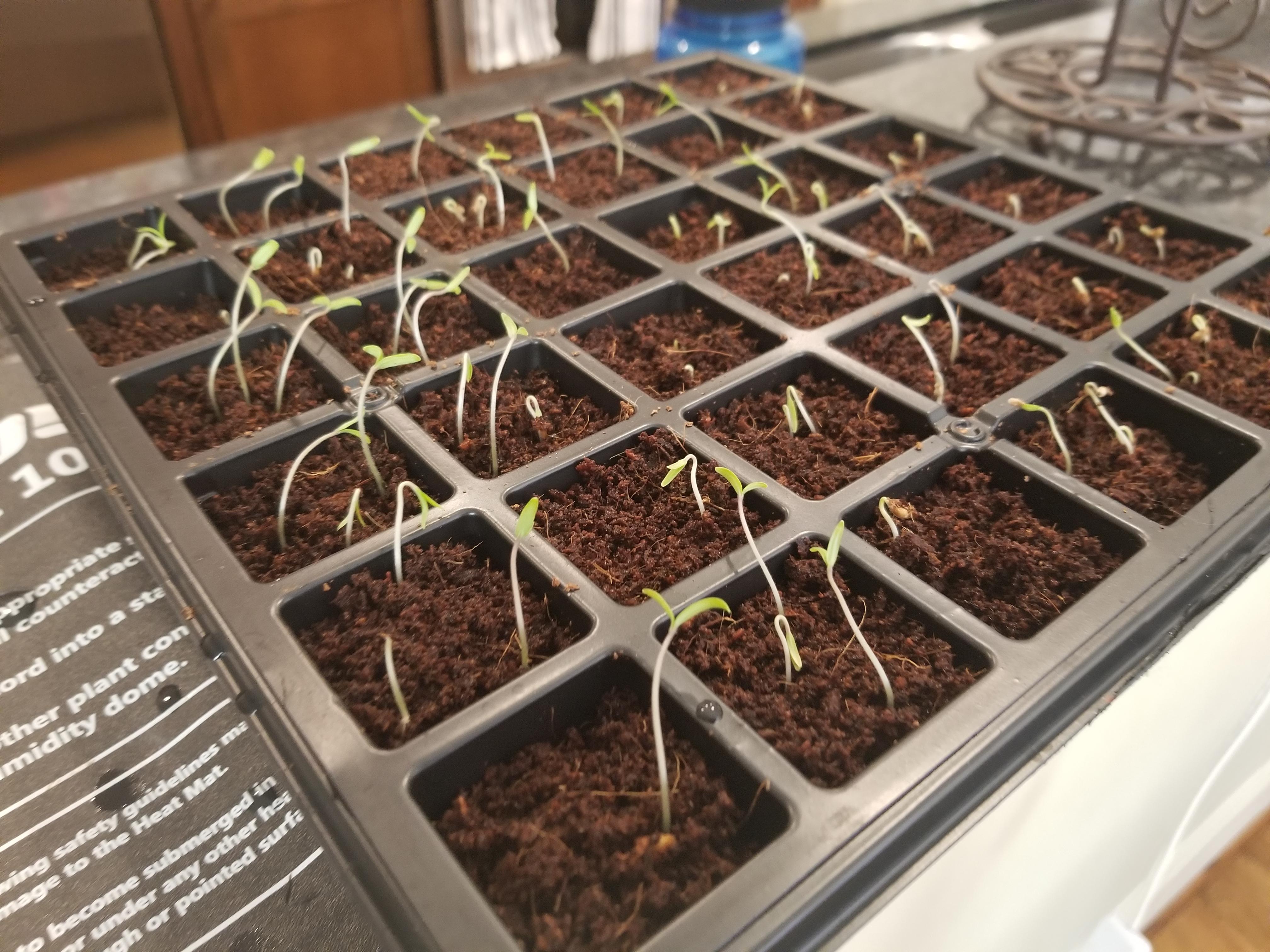 Are my tomato seedlings too leggy? What can i do until my grow lights