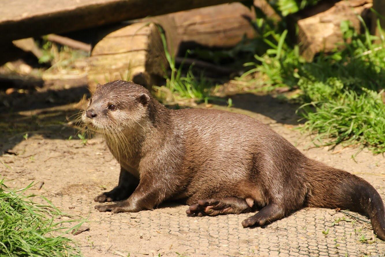 I had to be forcibly dragged away from an Otter enclosure by my s/o