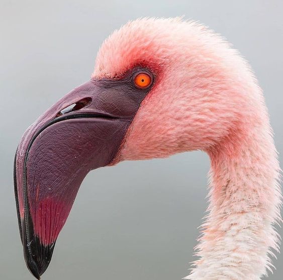 Flamingos have weird, downturned beaks because they eat with their