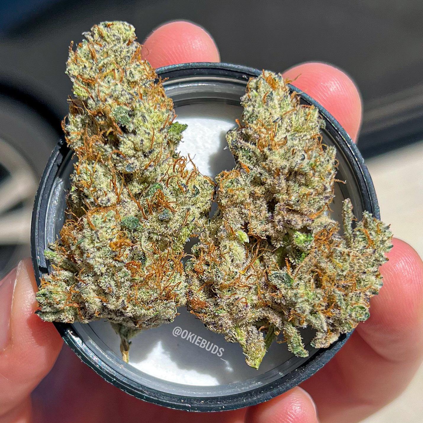 🍈 Titty Sprinkles Motavate 🍈 r/OKmarijuana