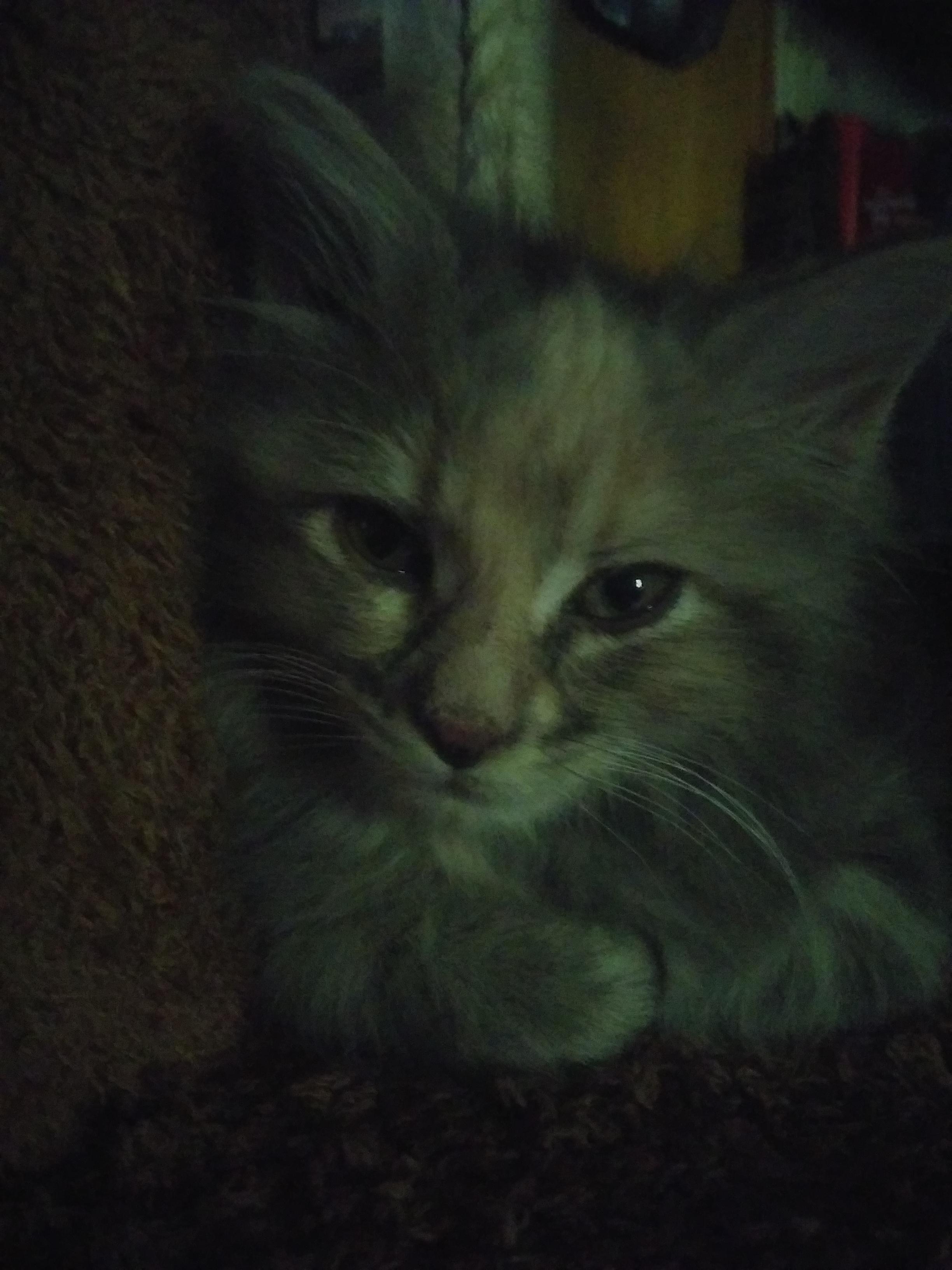 My 2 month old little rescue kitten finally feels safe enough to crawl