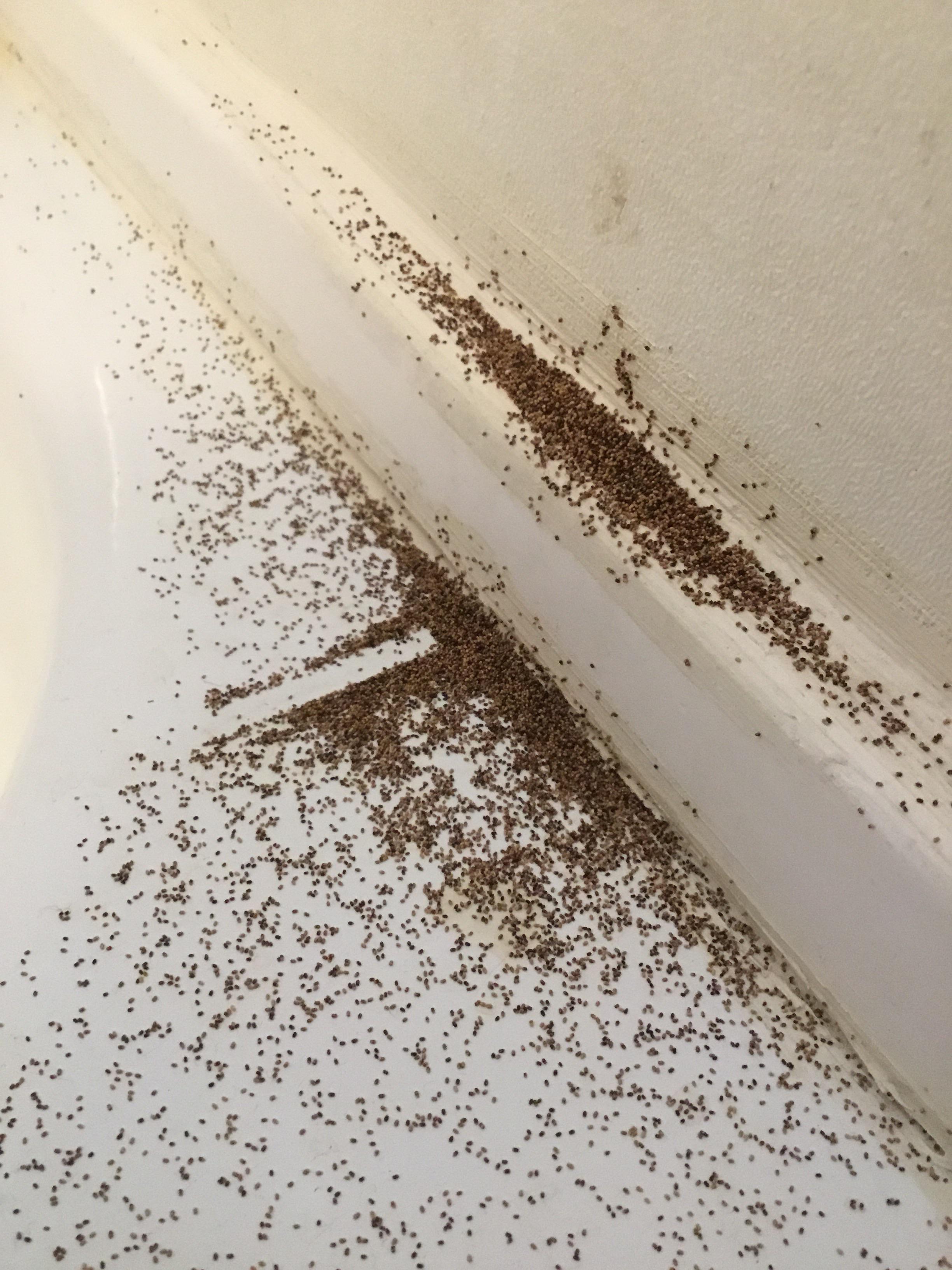 Are these “Termite Turds”? What are they? Falling from a small crack in