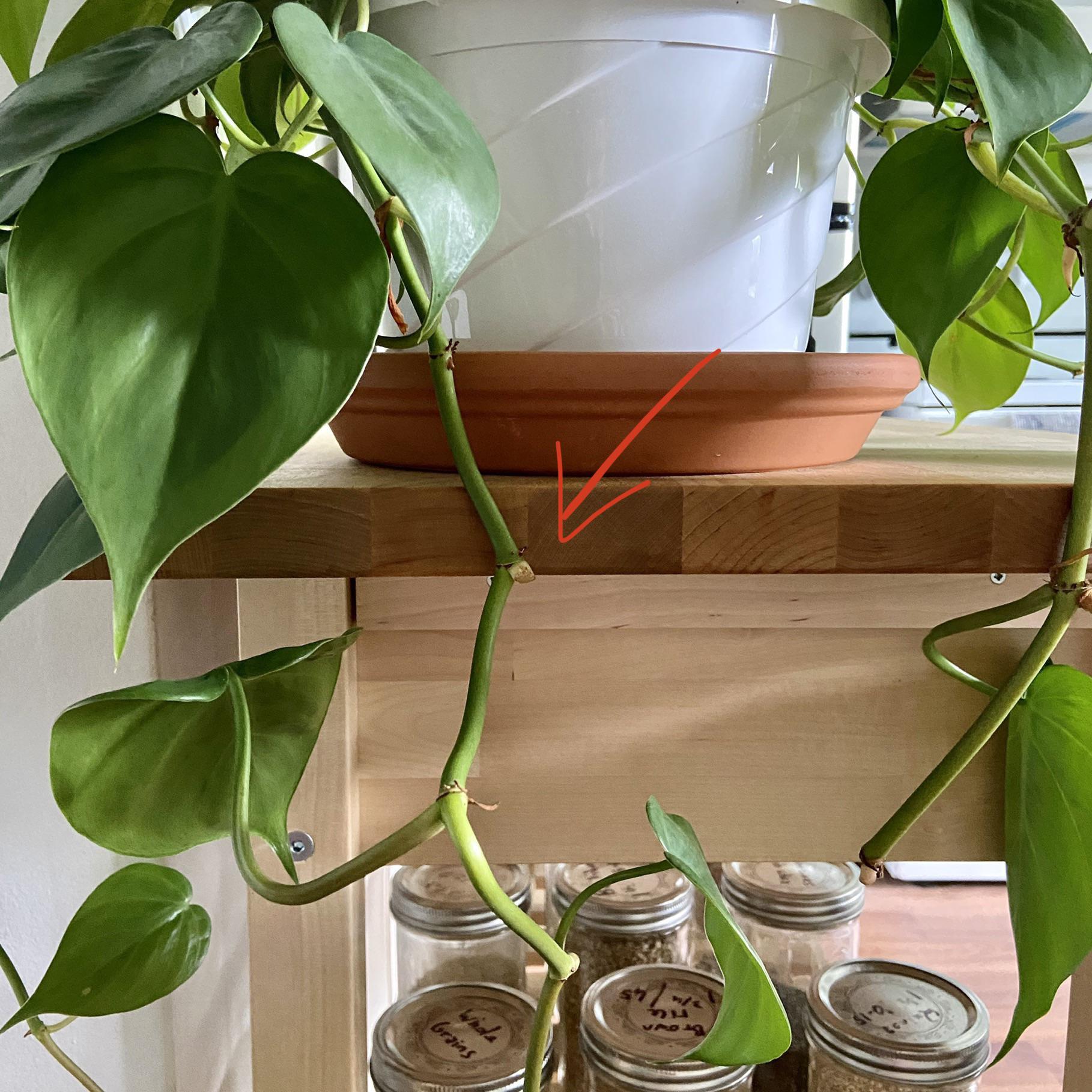 [Beginner] I accidentally cut a stem off my pothos plant a few days ago