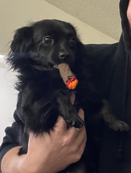 My son crocheted the dog a toy 😂 r/weed