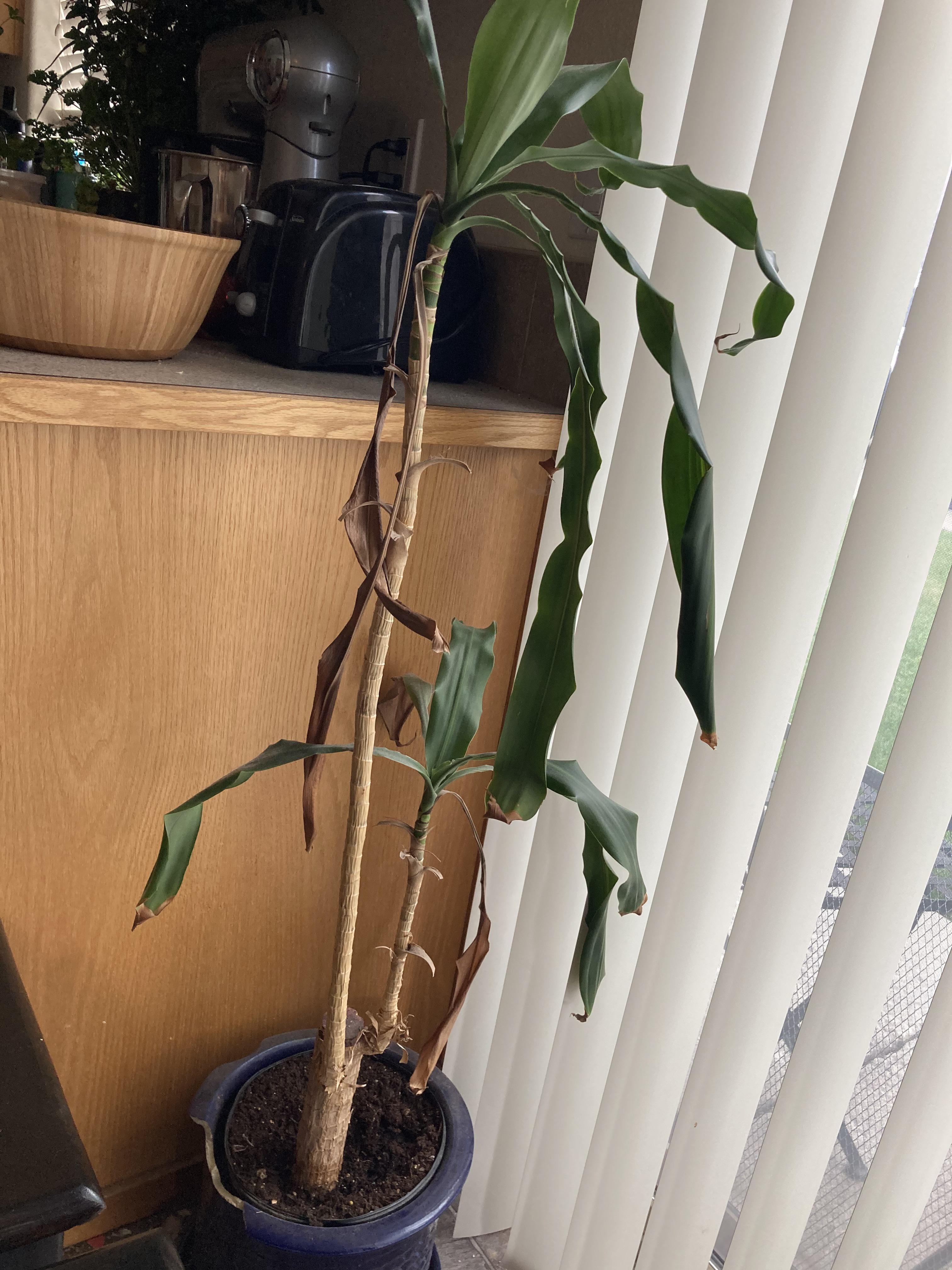 Help! My corn plant is dying and I’m not sure how to save it. r/gardening