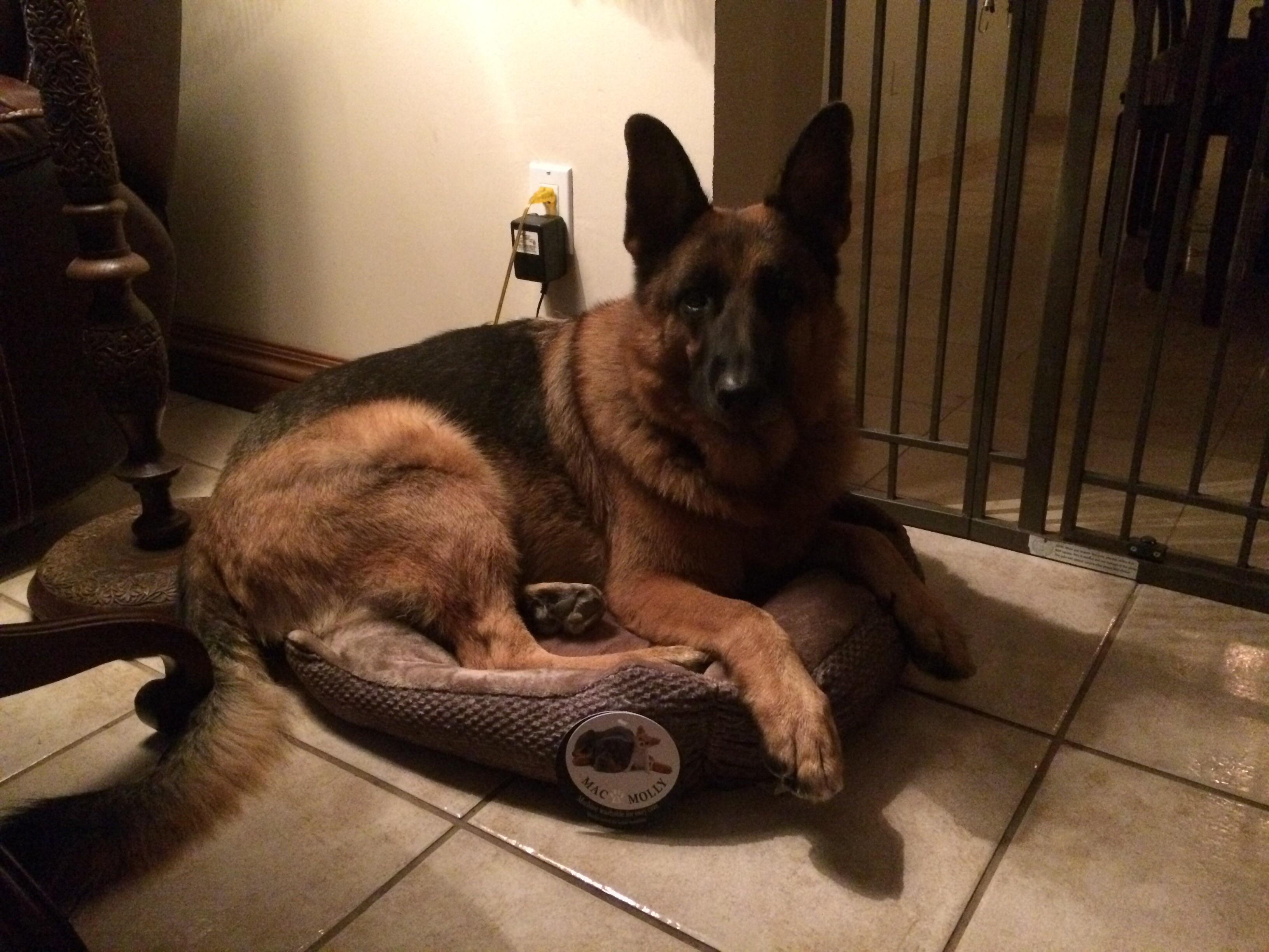 Merlin the German Shepherd wanted to stress test his Pomeranian brother