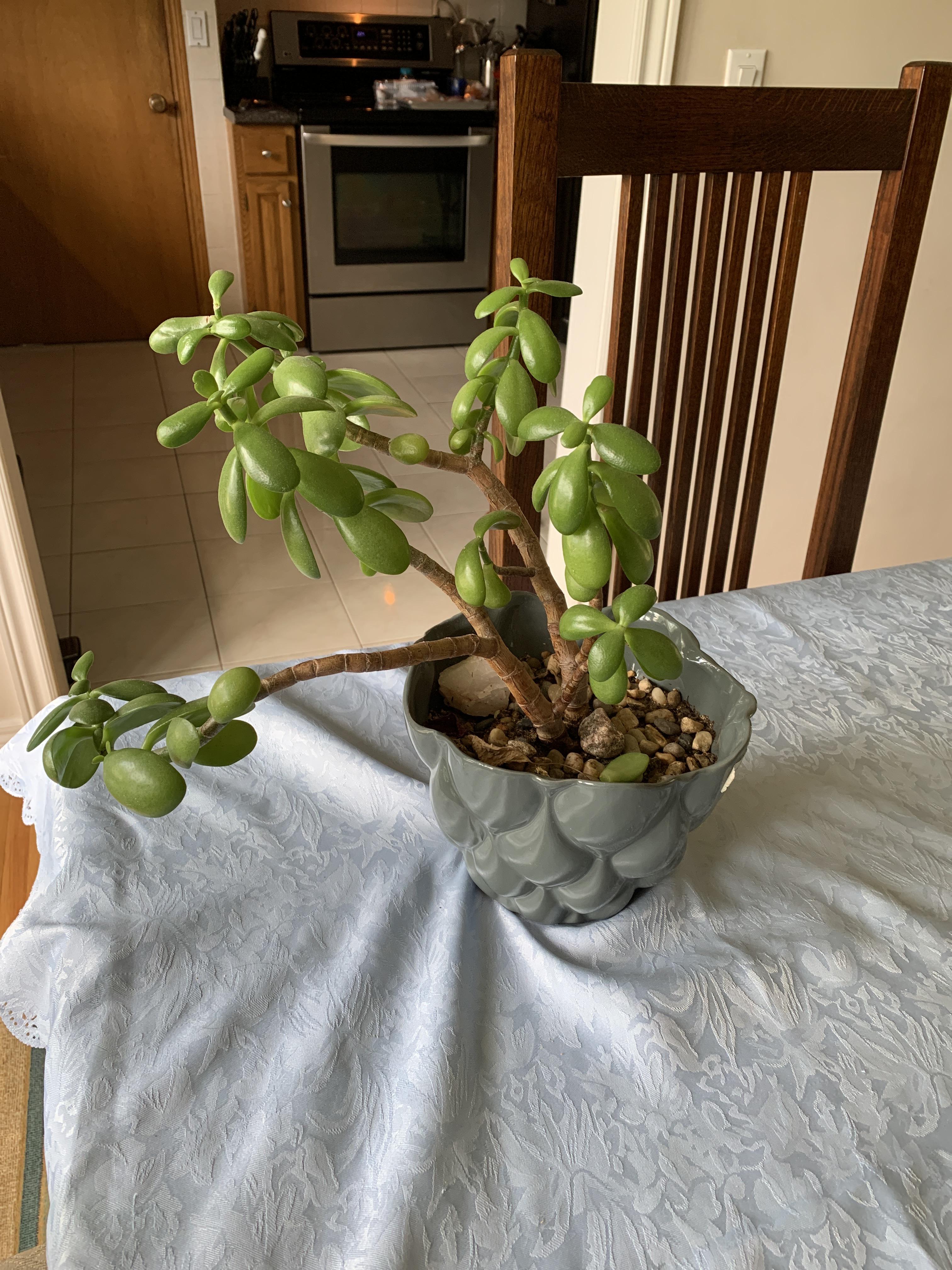 Does anyone have any tips on how to stop the leaning in my jade plant