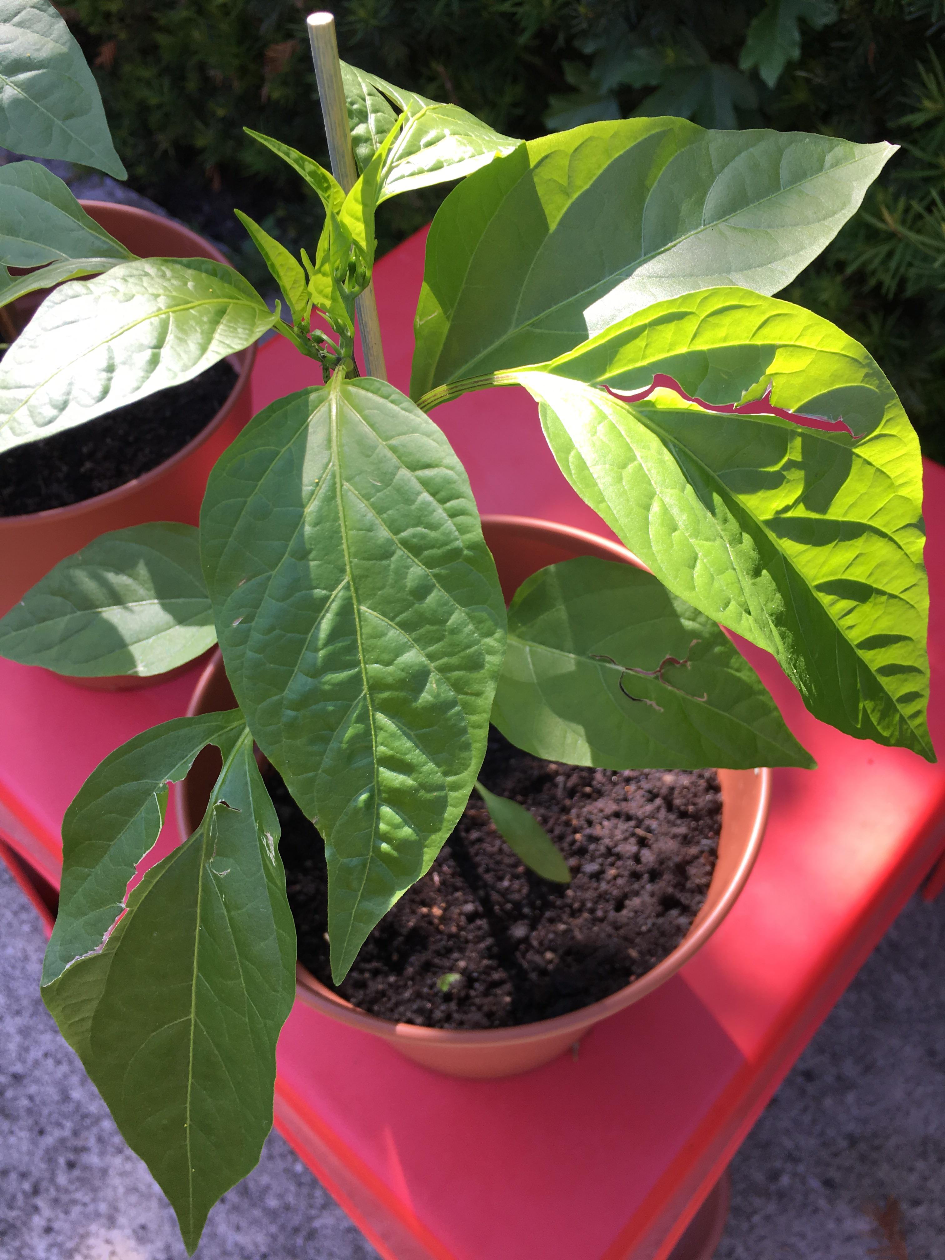 Leaves splitting on my jalapeño plants. Anyone know what’s going on