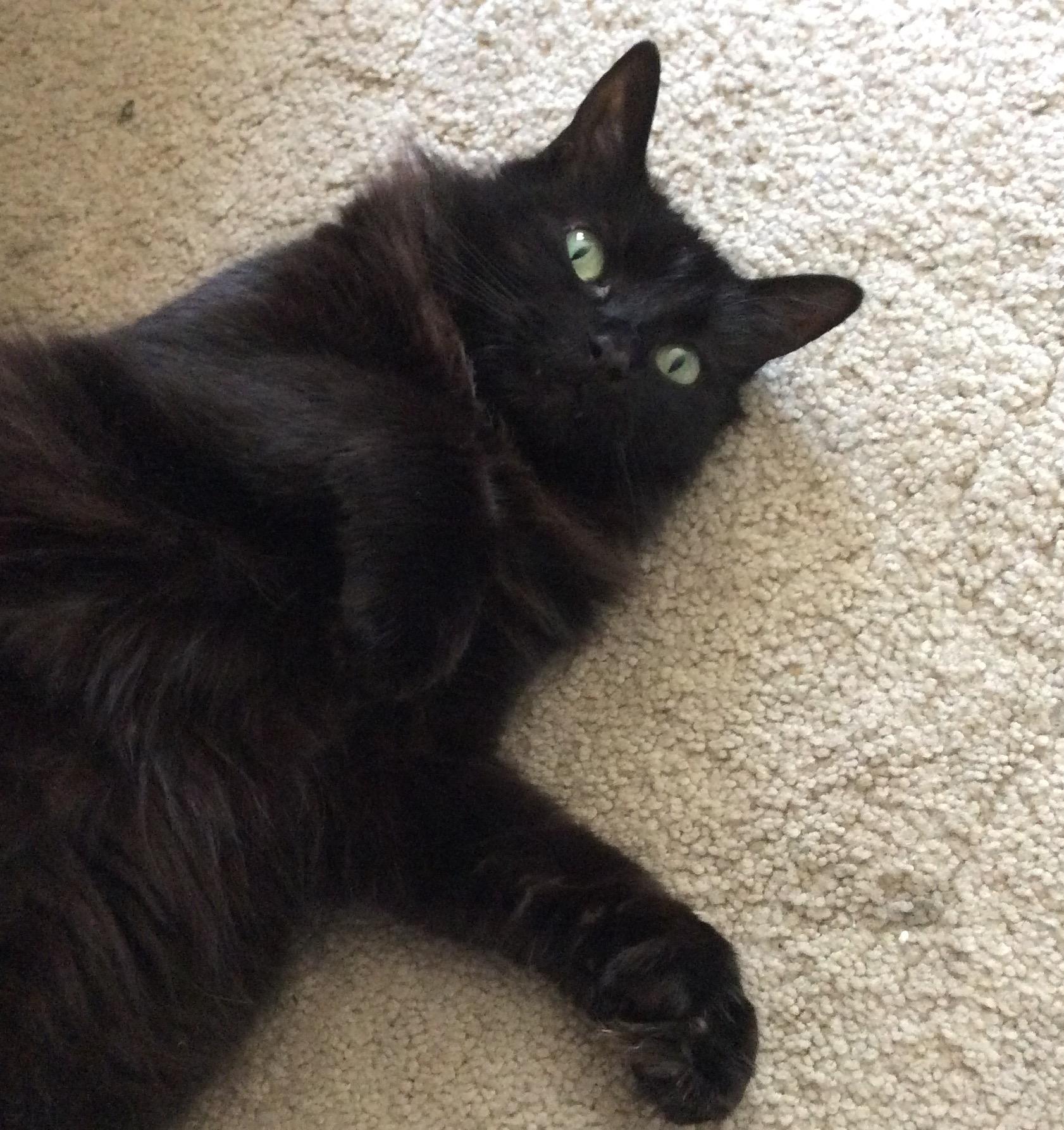 This was my sweet Raisin. Sadly had to put her down because of cancer