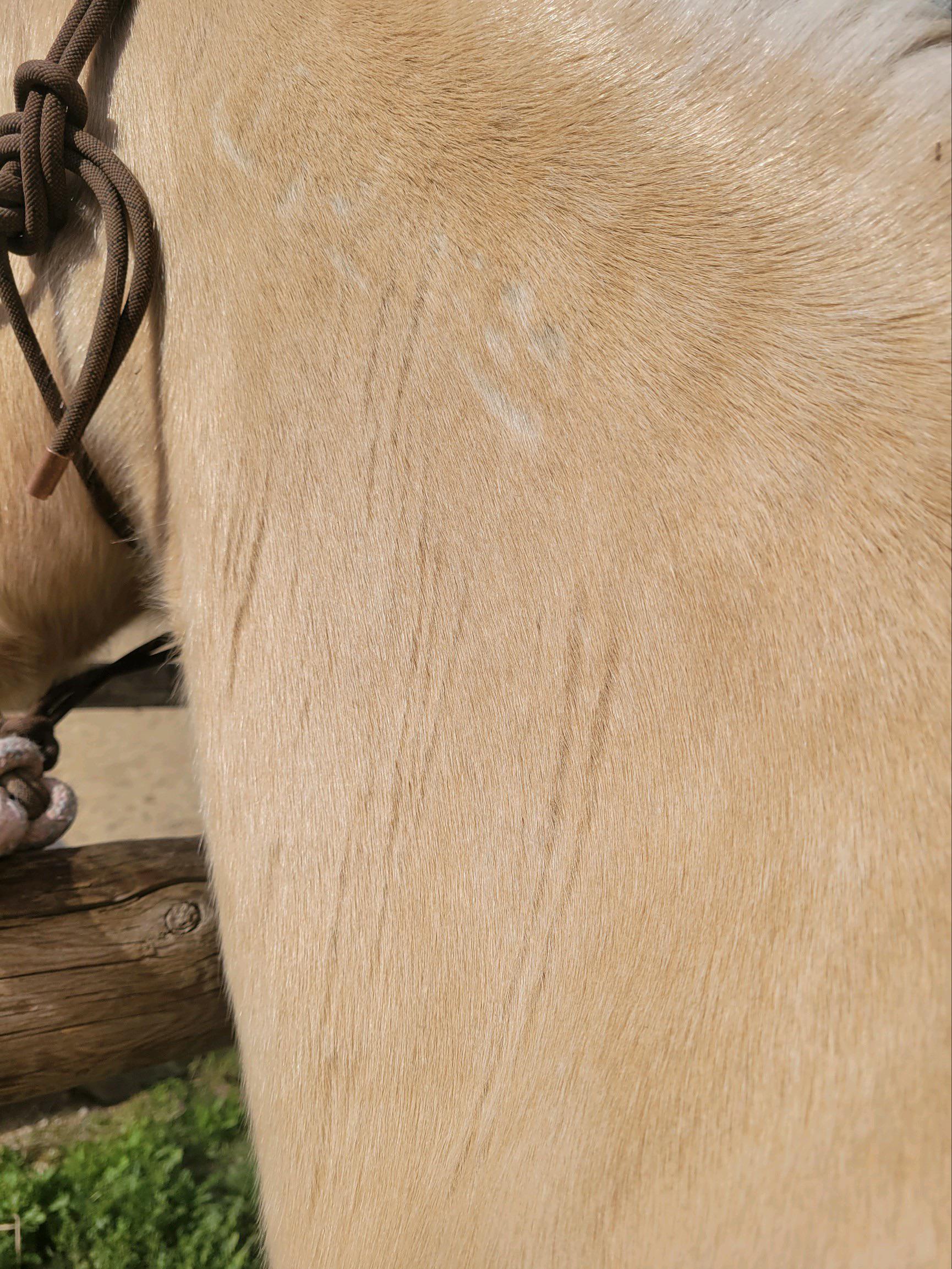 Anyone seen lines on their horse like this? It could just be she