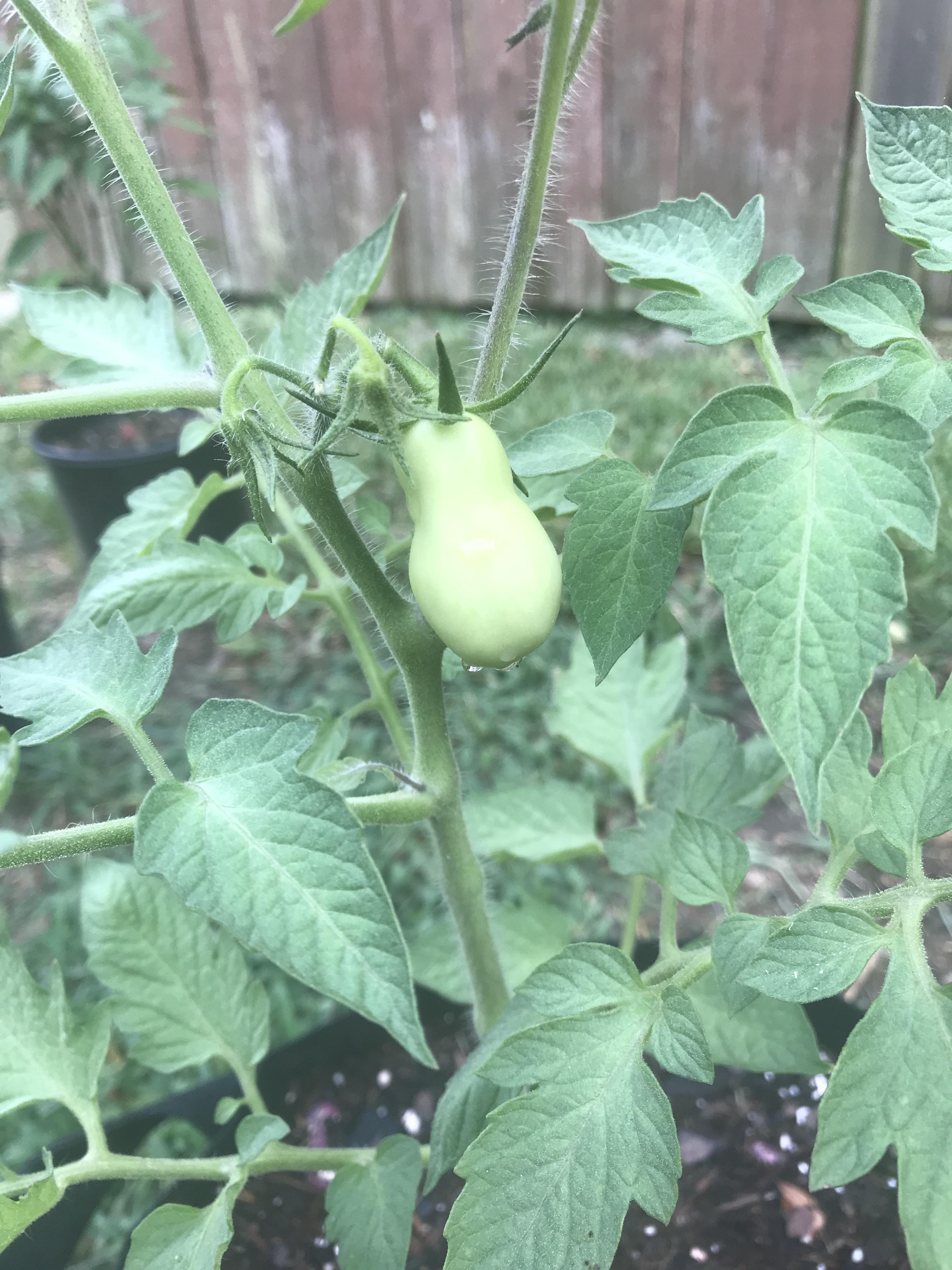 Anyone know why this “cherry tomato” looks so weird? First fruit on the