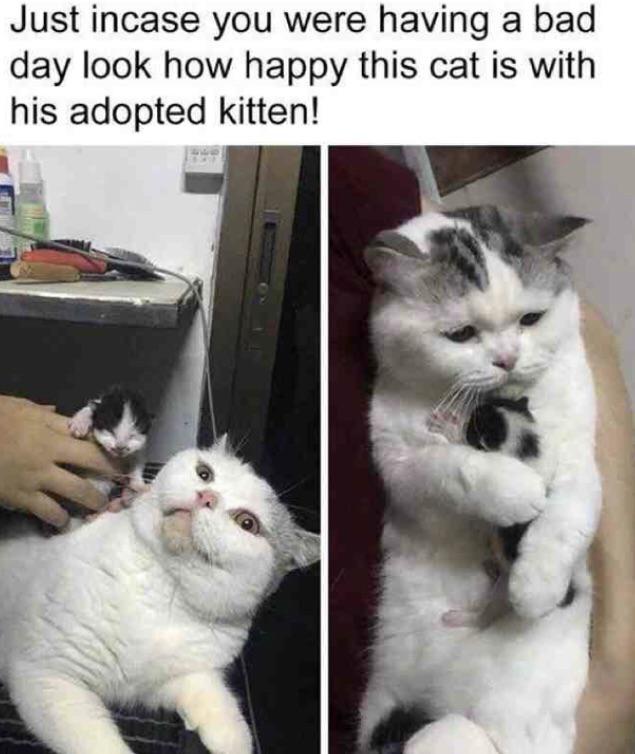 Look at him, you’ll feel better memes