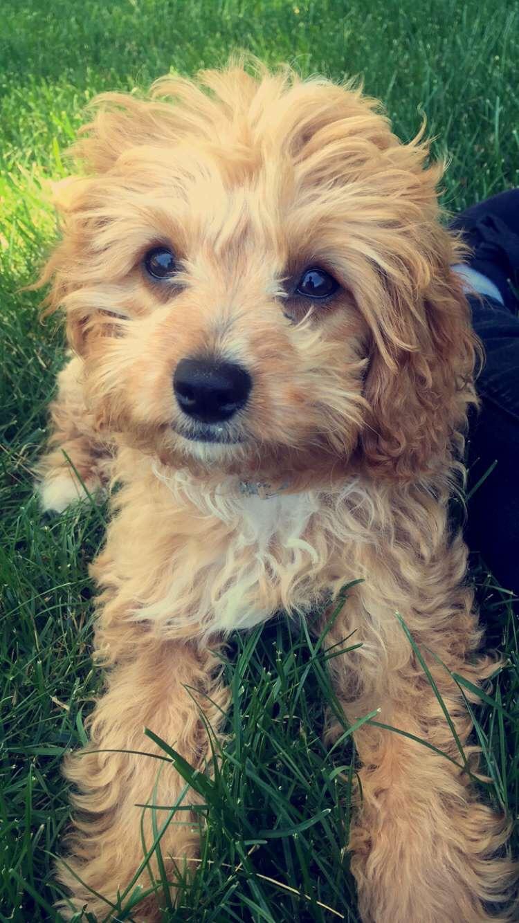 Josie, my 4 month old cavalier poodle puppy r/aww
