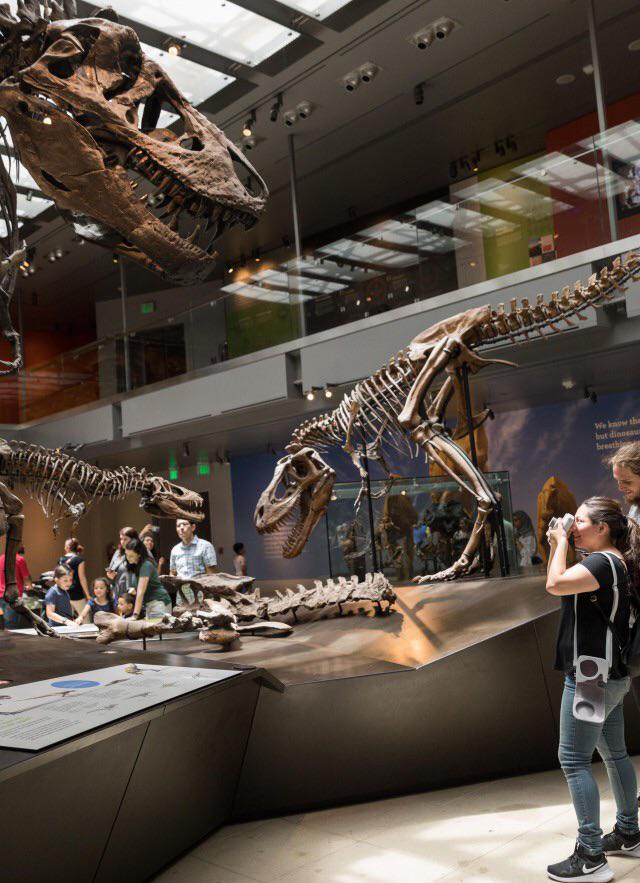 Los Angeles county museum T.rex family! Merry Christmas fellow