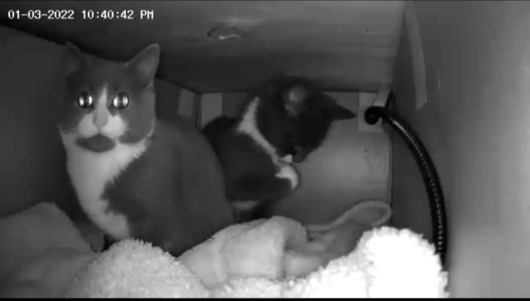 I built a shelter for the stray cats in my neighborhood and it's